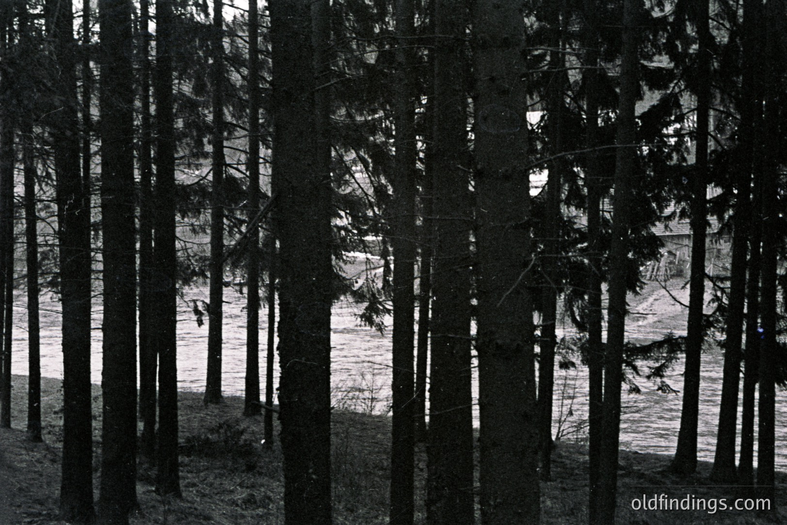 A view through a dense stand of tall, slender evergreen trees. Sparse ground cover visible between trunks; beyond, a gently sloping hillside in pale tones. Possible architectural element (structure?) discernible on the distant slope. Likely mid-20th century documentation. Could be useful for forestry/landscape design references.
