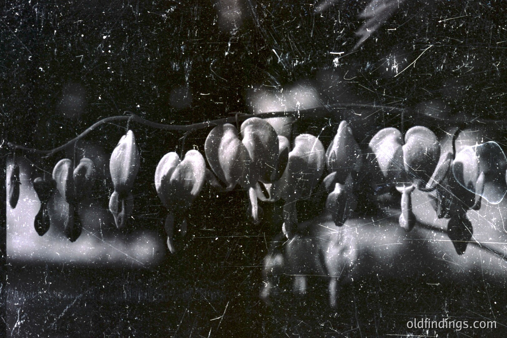 A striking close-up showing a series of unopened buds along a dark stem. The monochromatic tones create a textural depth with high contrast. Likely early 20th century botanical photography - potentially for scientific documentation or artistic study. High archival value for horticultural research.