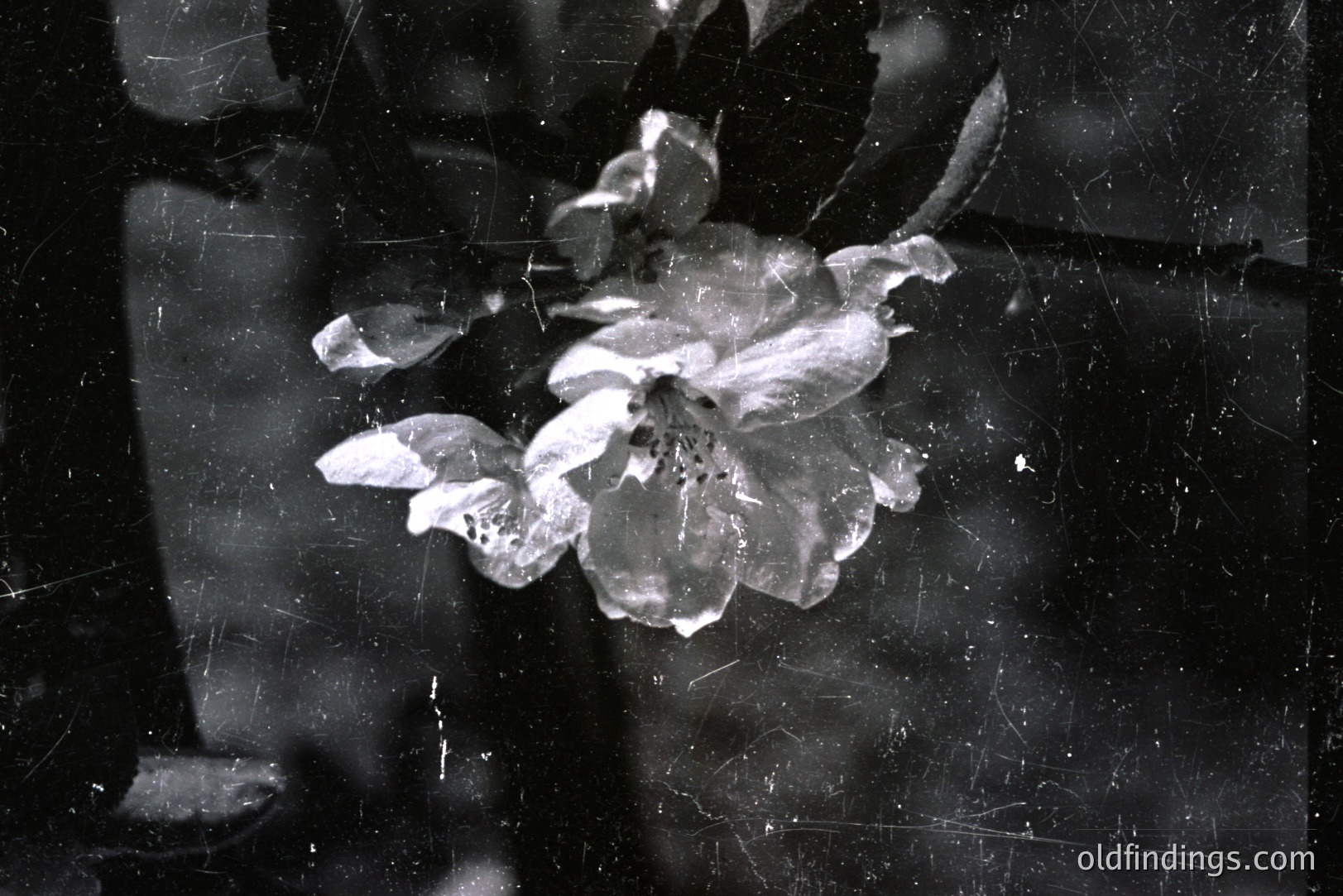 Close-up view of delicate cherry blossoms against a dark, textured background. Likely a vintage film photograph given the noticeable grain, scratches, and overall aesthetic. The blossoms display intricate petal details and a blurred stamen center. A classic floral study, suitable for design or botanical reference.