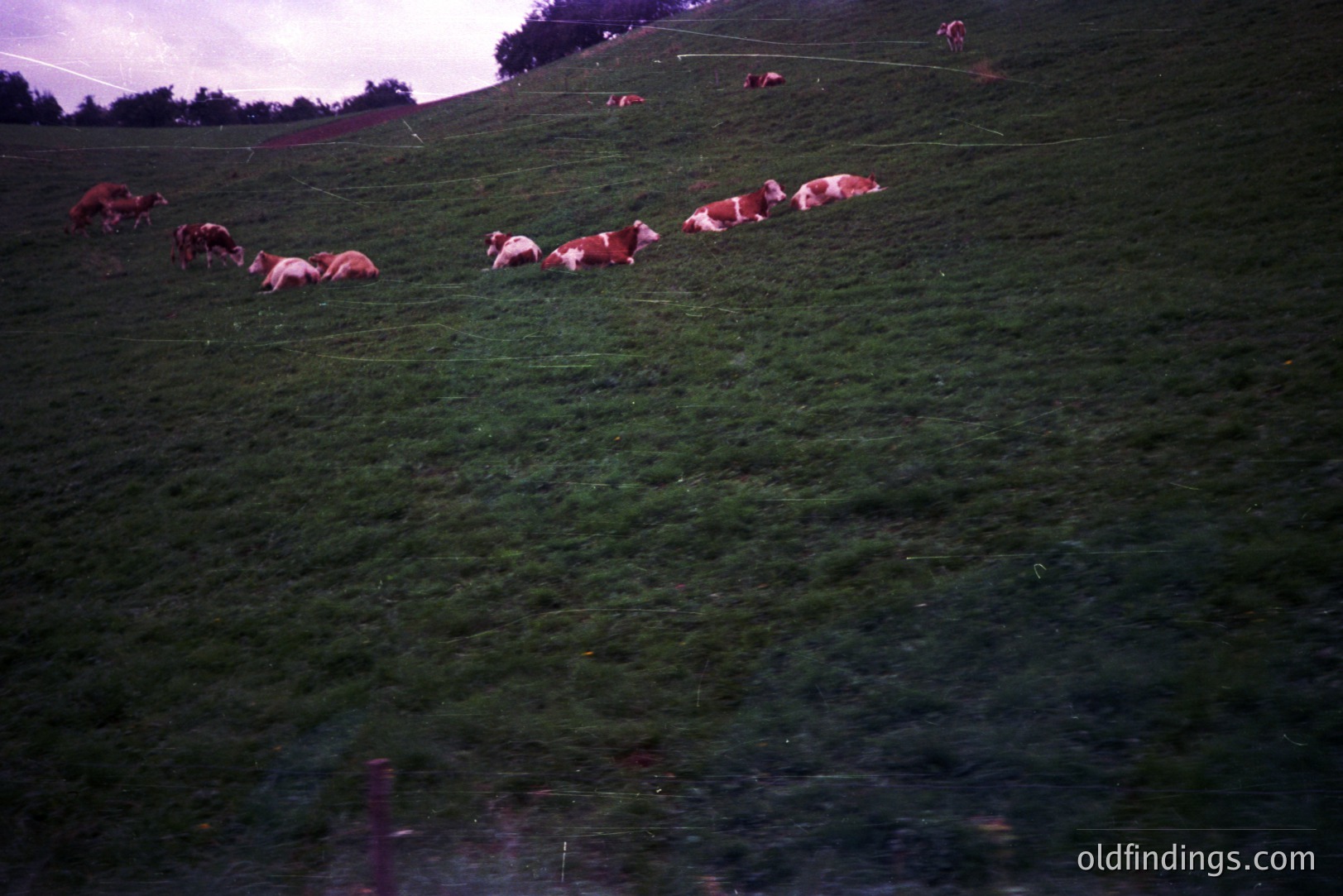 A flock of brown and white cows graze on a lush, steep hillside. Wire fencing is visible across the slope, suggesting managed pastureland. The overcast sky hints at a cool, alpine climate. Image exhibits characteristics of 1970s film photography, including color saturation & grain.