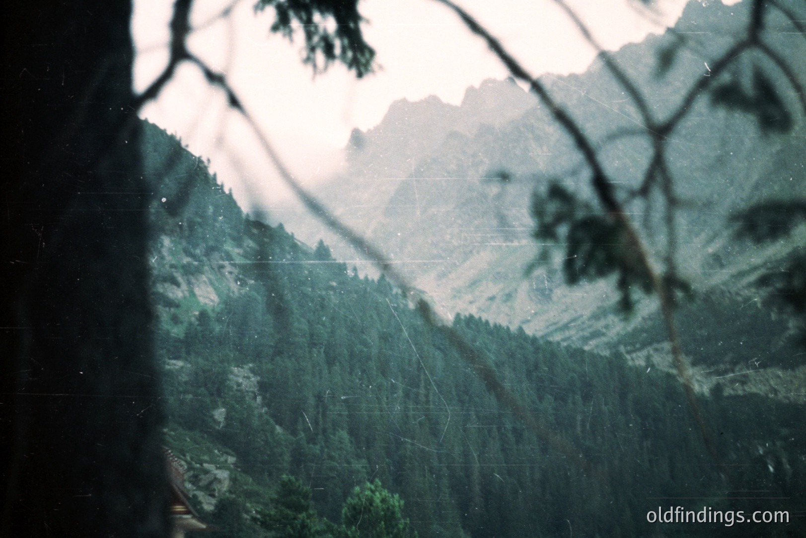 Dense evergreen forest fills the foreground, framing a vast mountain vista. Visible damage to film stock indicates age & possible archival value. Likely a landscape photograph capturing a remote alpine region, potentially Eastern Europe. Minimal human presence.