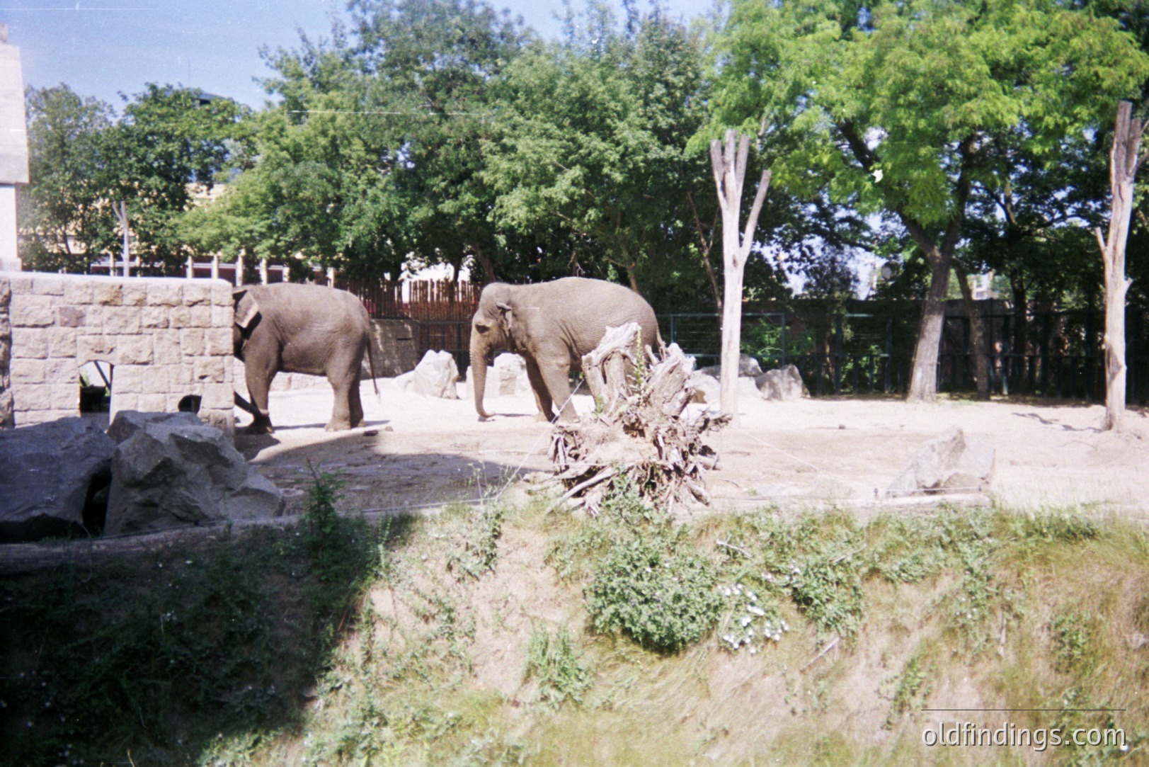 Two Asian elephants stand in a zoo enclosure, facing away from the camera. A stone wall forms a backdrop, partially obscured by foliage. Sandy ground and dry branches are visible within the enclosure. Likely mid-20th century color film.
