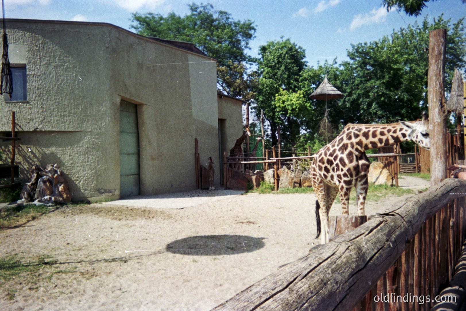 A giraffe grazes in a zoo enclosure. Visible are a concrete building with a metal garage door, sandy ground, and a thatched-roof viewing structure. Likely taken in the 1990s or 2000s, judging by the film quality and architectural style. Suitable for wildlife and zoo-themed stock photography or design projects.