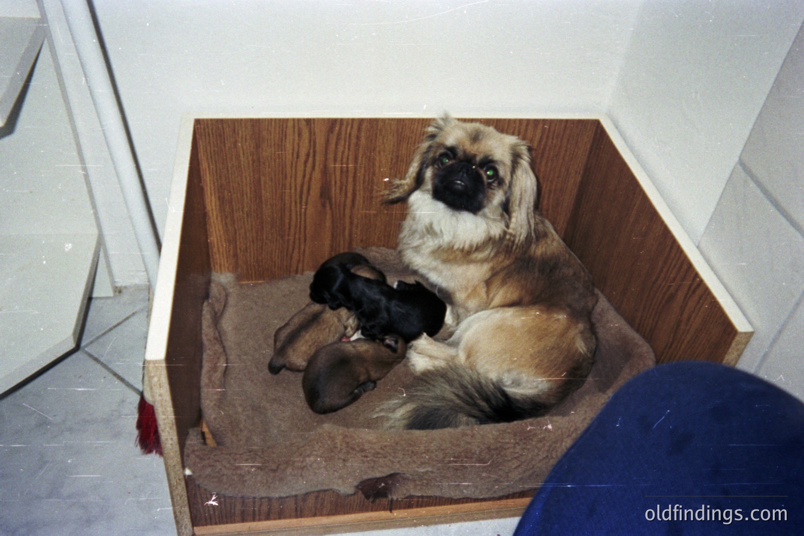 A female Pekingese rests within a custom-built wooden box, surrounded by four newborn puppies. The box appears integrated into a room's design. The scene evokes domesticity and pet ownership, likely from the 1980s-1990s based on photographic style. This would be valuable for stock imagery illustrating pet care or breeding.