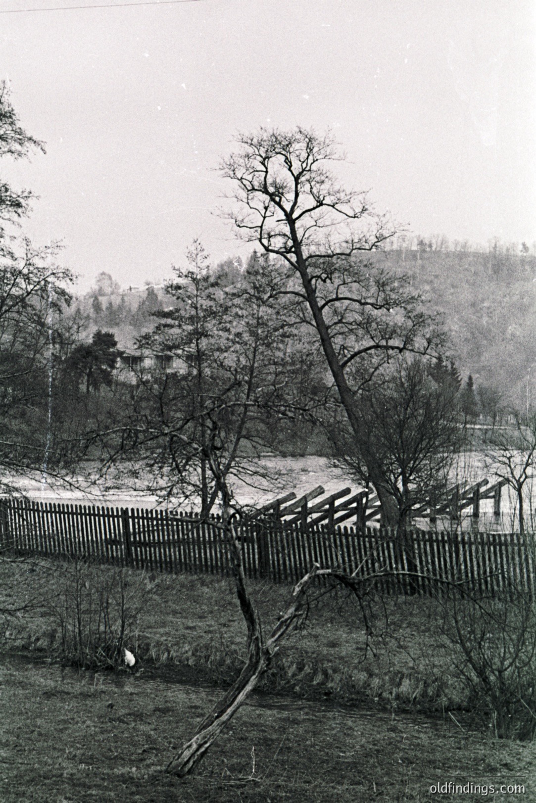 Striking black & white image shows a gnarled, leaning tree in foreground, with a weathered wooden fence and a tiered structure/terraces extending toward a forested hillside. Appears to be a rural, possibly agricultural setting. Likely 1950s-1970s. Potential for design or historical research.