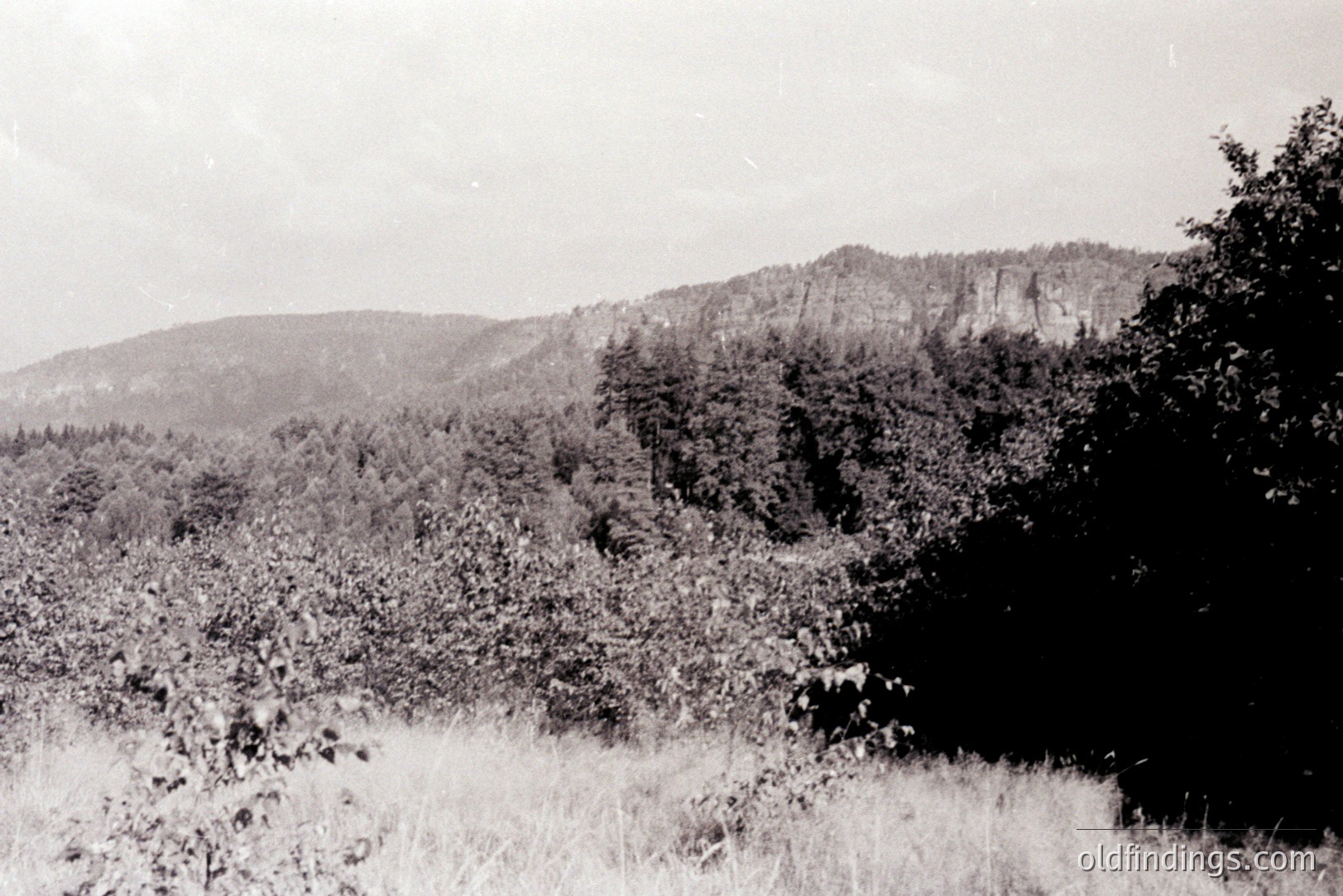 Monochrome view of a forested hillside with a prominent rock face rising above the tree line. Tall grasses fill the foreground, partially obscuring the base of the slope. Likely a rural landscape, possibly central Europe. Appears to be a vintage print, potentially 1950s-1970s.