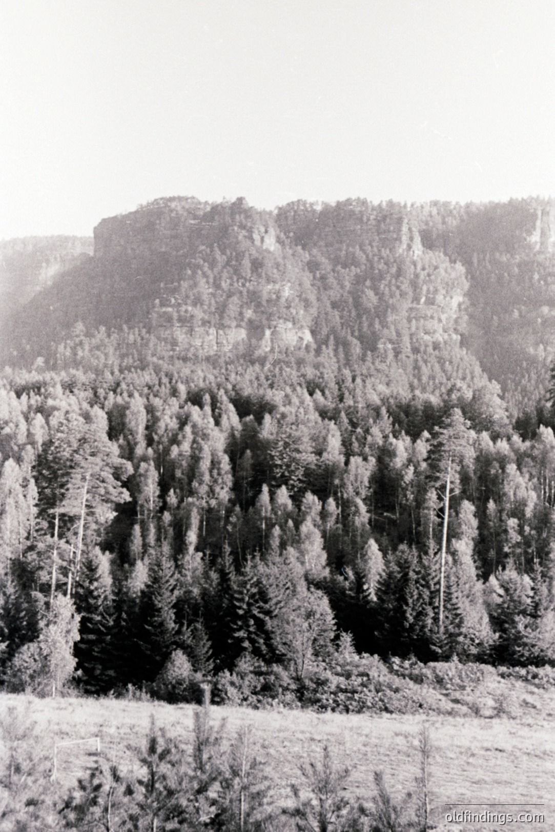 A dense evergreen forest covers the steep slope of a rocky mountain. The texture of the trees is prominent, suggesting a vintage print, possibly from the mid-20th century. Likely an alpine landscape, possibly in Central Europe. Good reference for textures/atmospheric effects.
