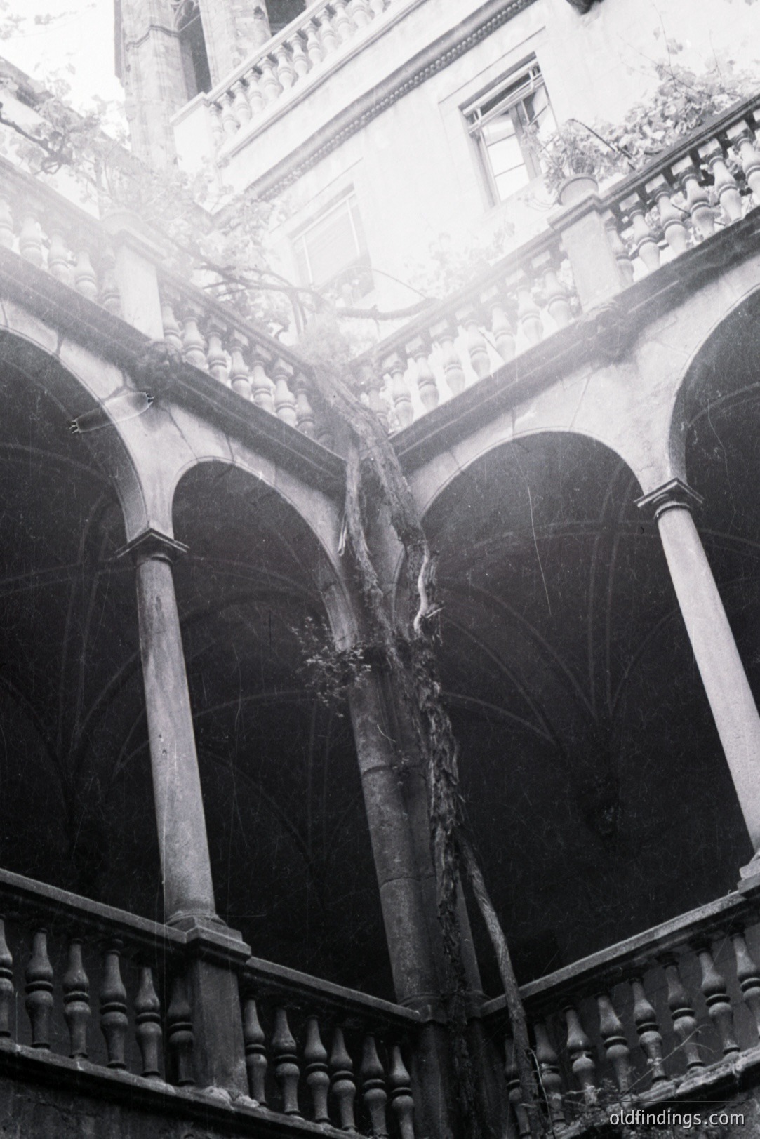Arched loggia with a central, mature tree growing upwards through the structure. Elaborate balustrade details highlight the architectural style. Likely a courtyard or interior space, showcasing classical design elements. Evokes a sense of timelessness and natural integration.