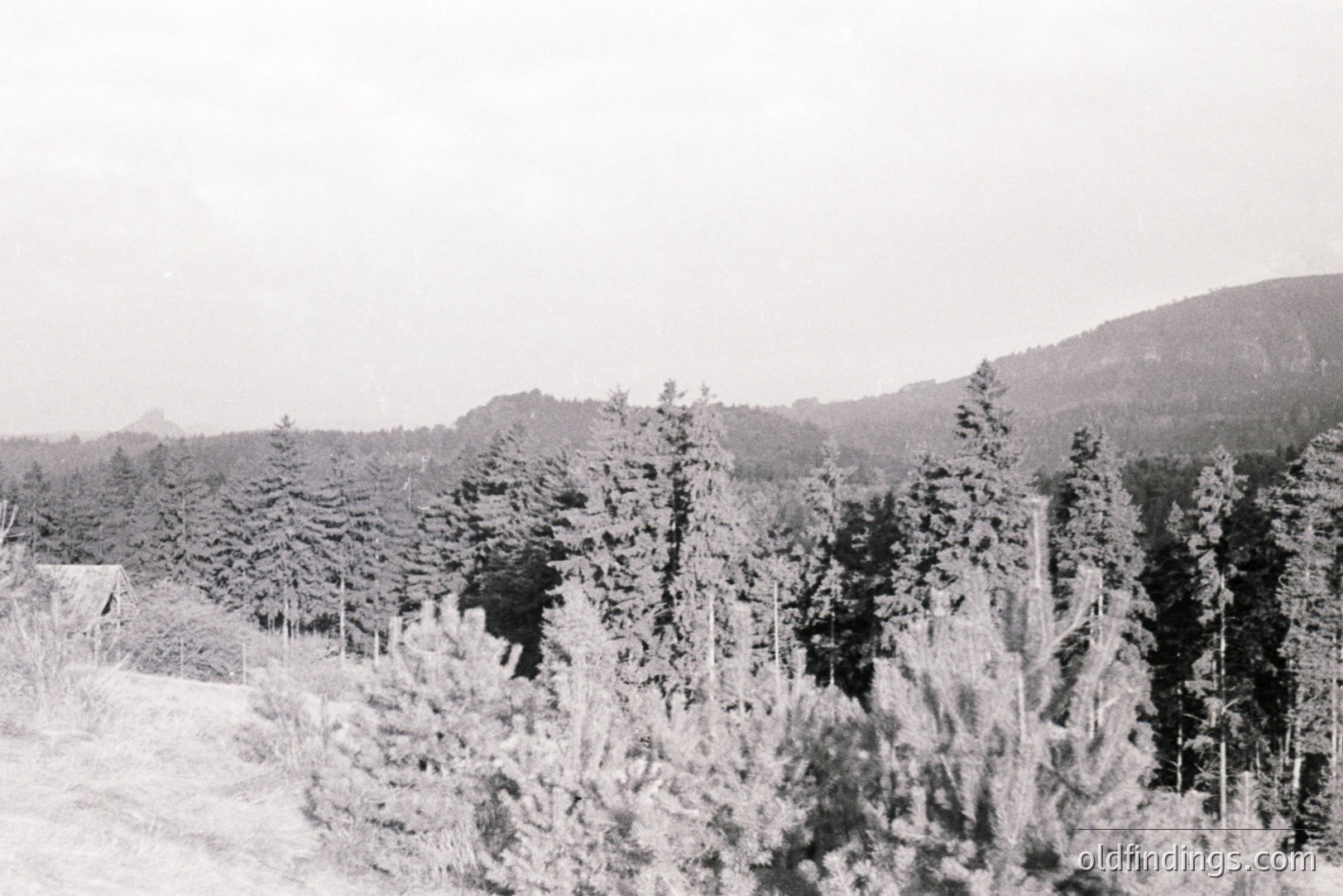 Dense evergreen forest dominates the view, rising to a distant, sloping hillside. A small, simple building is visible on the left. Likely a forestry or rural scene. Appears to be a photograph from the mid-20th century, possibly taken in the Pacific Northwest.