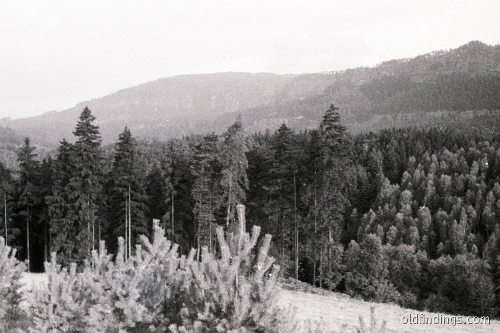 Monochrome landscape featuring a densely wooded hillside with a steep, forested slope. Evergreen trees dominate the foreground and receding background. Likely a commercial Christmas tree farm or natural forest. Grainy texture suggests film photography, possibly 1970s. Valuable for forestry or nature stock imagery.