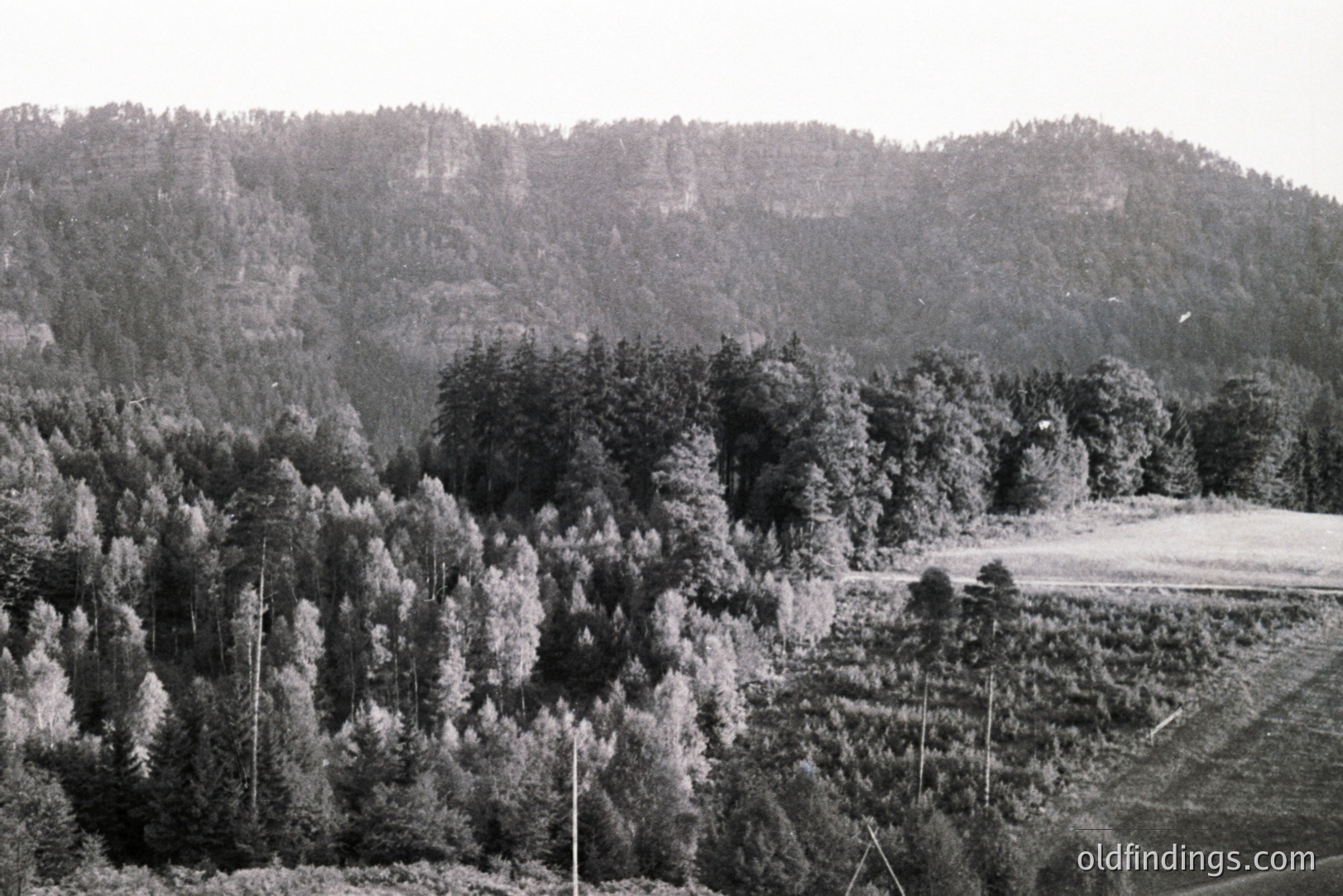 Lush, densely forested hillside descends to a grassy field. The scene captures a rural, possibly mountainous landscape with varied tree types. Appears to be a wide, open view from an elevated position. Likely mid-20th century. Suitable for nature stock or landscape design.