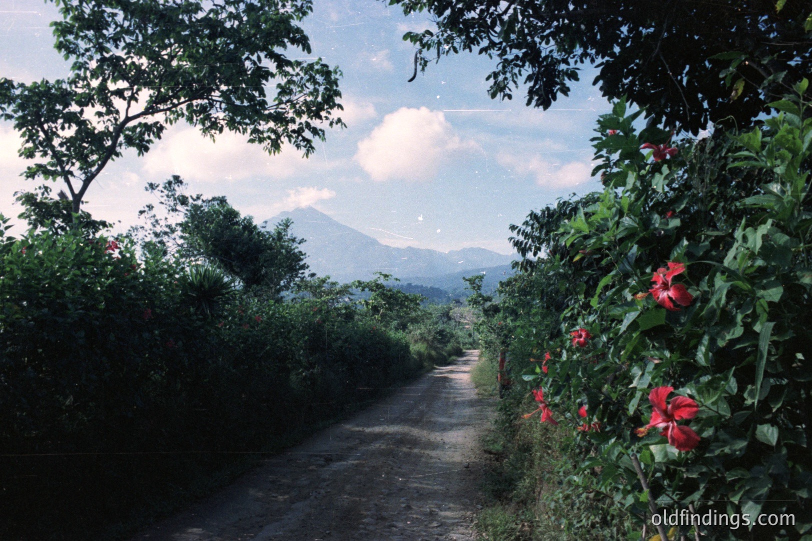 A dirt path leads towards distant, hazy mountains framed by lush foliage and vibrant red hibiscus flowers. The sky is partly cloudy, suggesting a tropical or subtropical location. Likely taken mid-20th century (color film aesthetic). Could be valuable for travel stock or landscape design references.