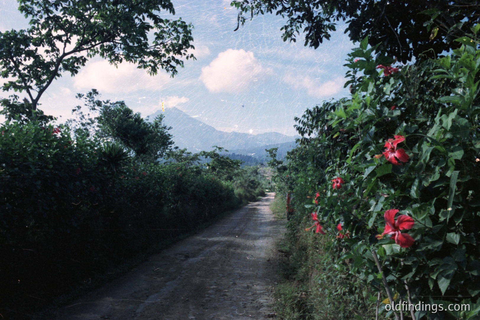 A dirt road leads towards distant, hazy mountains under a partly cloudy sky. Lush tropical foliage and vibrant hibiscus flowers line the roadside. Likely taken in the 1970s, the image exhibits characteristic film grain and color saturation. Potential for travel/landscape design use.