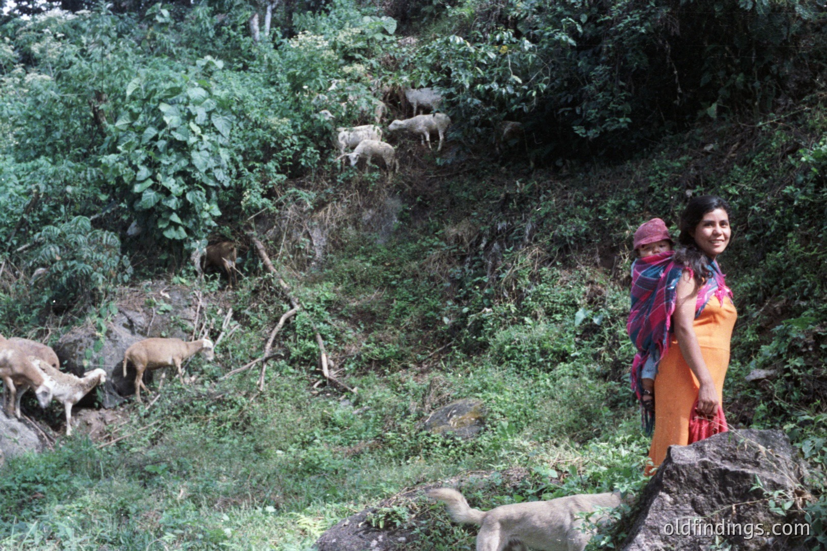 A woman stands beside a rocky slope, carrying a child in a wrap. Wild goats graze amongst dense foliage. The photograph captures a rural, possibly mountainous, landscape. Likely taken in the 1970s or 80s, exhibiting characteristic color saturation. Potential for anthropological study or travel stock.