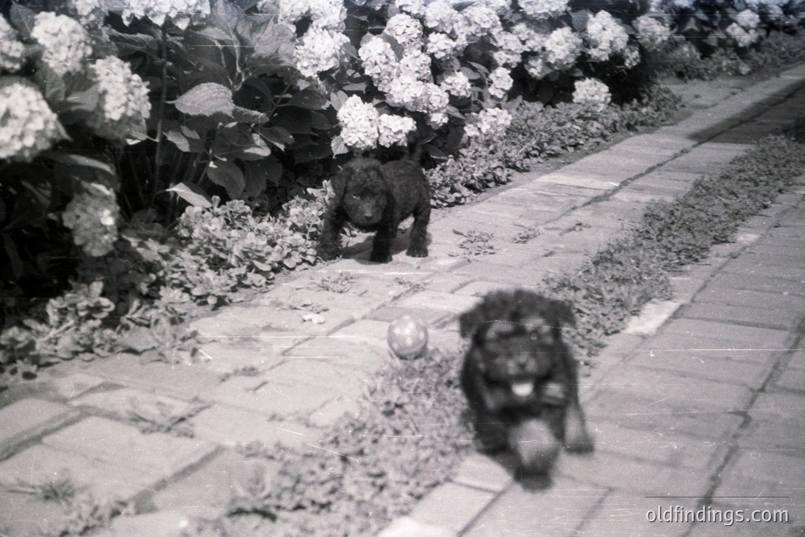 A black and white photograph captures two playful puppies bounding along a brick pathway lined with dense hydrangea bushes. The dogs are mid-motion, suggesting activity and energy. The image has the grainy quality of older film stock. Likely 1960s-1970s family snapshot. Appeals to vintage aesthetics, pet photography.