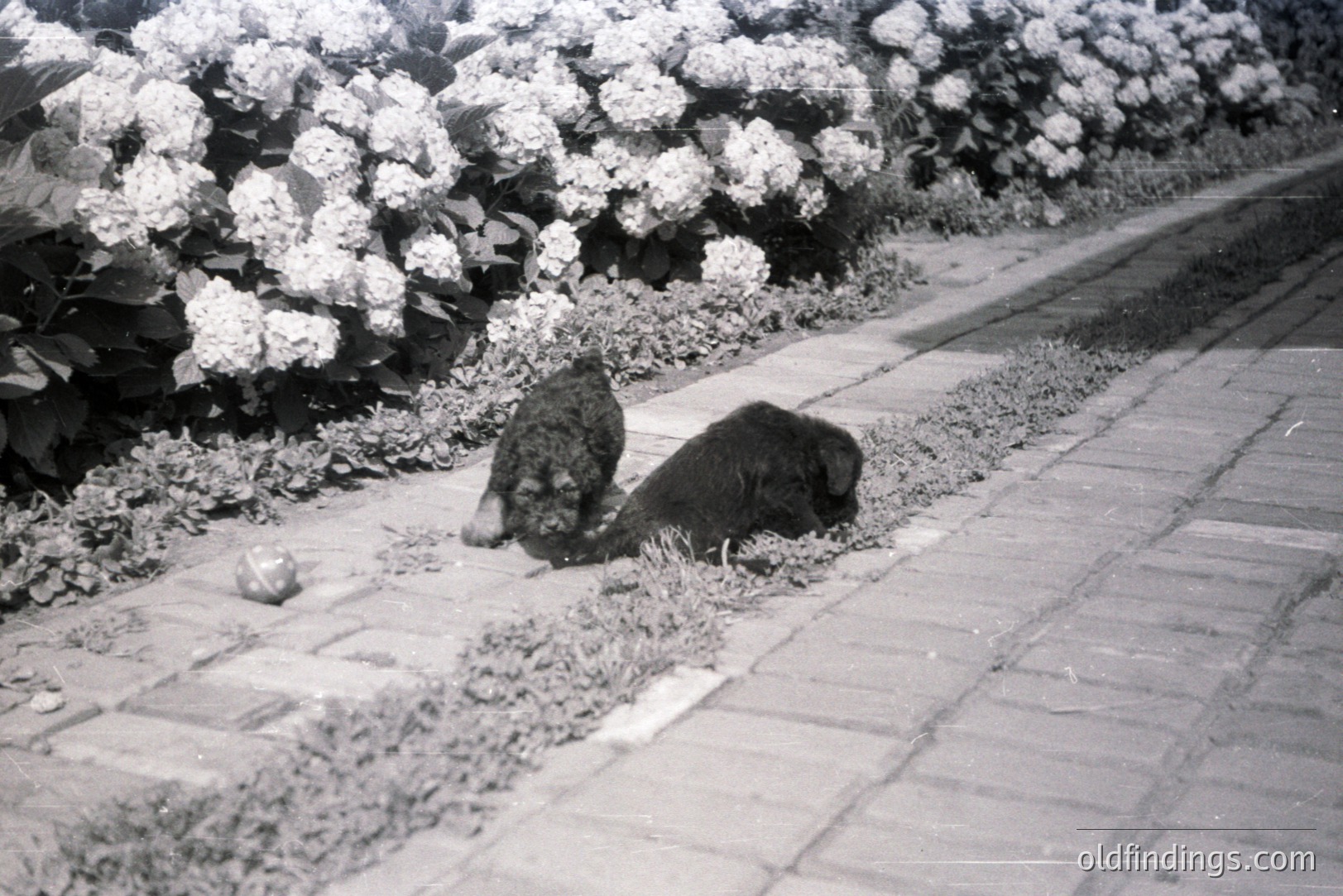 Two dogs investigate the ground on a brick-paved path, lush hydrangea bushes form a backdrop. The image's grain and tonal range suggest black and white film, likely 1960s-1970s. Possibly a candid family snapshot. Commercially usable for design or historical pet imagery.