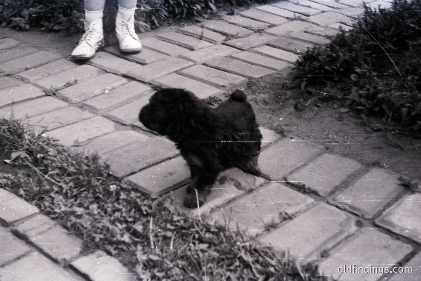 A small, dark-furred dog, likely a poodle or similar breed, is captured mid-stride on a brick-paved path. Partial view of a person’s feet in sneakers are visible in the upper left corner. The grainy black and white image suggests a vintage aesthetic, potentially from the 1970s. The scene shows a garden setting.