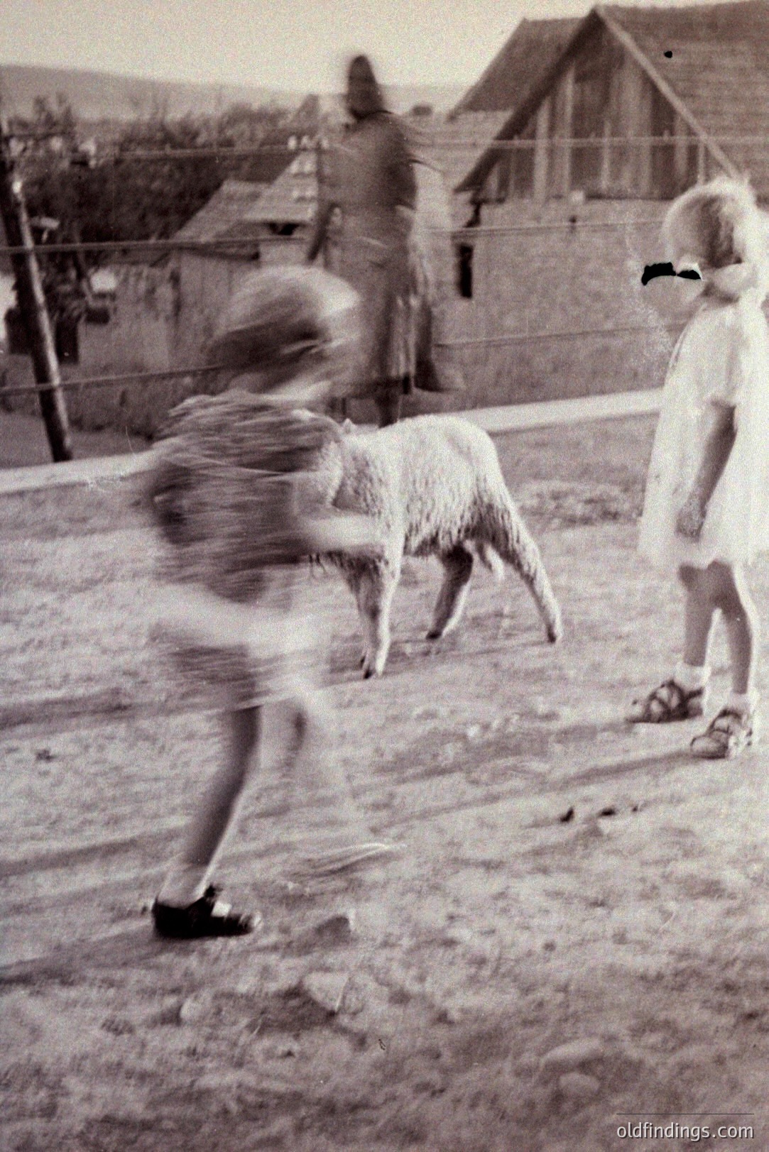 Motion blur captures a child playfully interacting with a lamb in a rural scene. A second child stands observing, wearing a dress and sandals. A shed and distant landscape are visible. Likely a candid family moment, circa 1950s-1970s. Valuable for nostalgic stock and design.