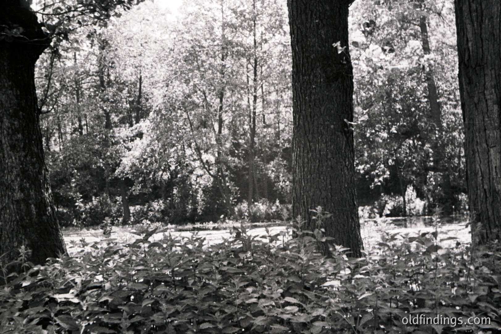 Monochrome view of a dense forest with a pond or lake visible through trees. Strong backlighting creates a hazy, ethereal atmosphere. Thick foliage and tree trunks dominate the foreground. Possibly captured in the mid-20th century, lends itself to moody design or landscape stock imagery.