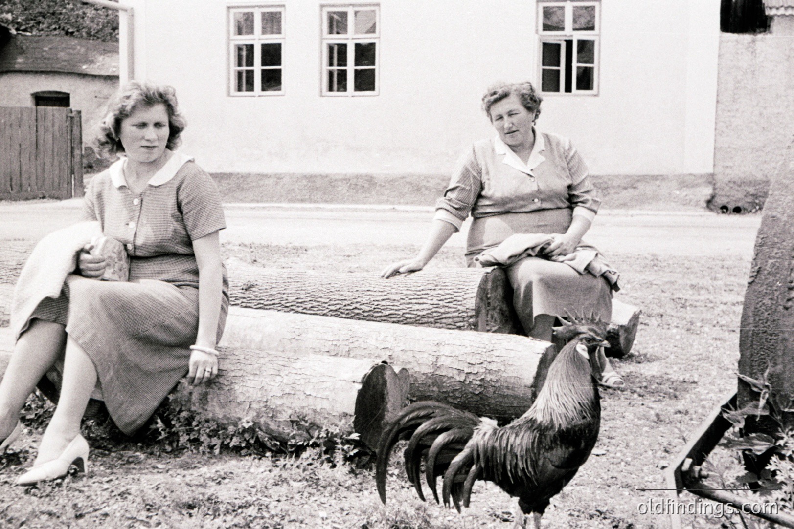 Two women seated on a large log trunk, posed outside a building with multiple windows. One wears a collared dress, the other a button-down shirt & skirt. A vibrant rooster stands prominently in the foreground. Likely a rural domestic scene, possibly 1950s.