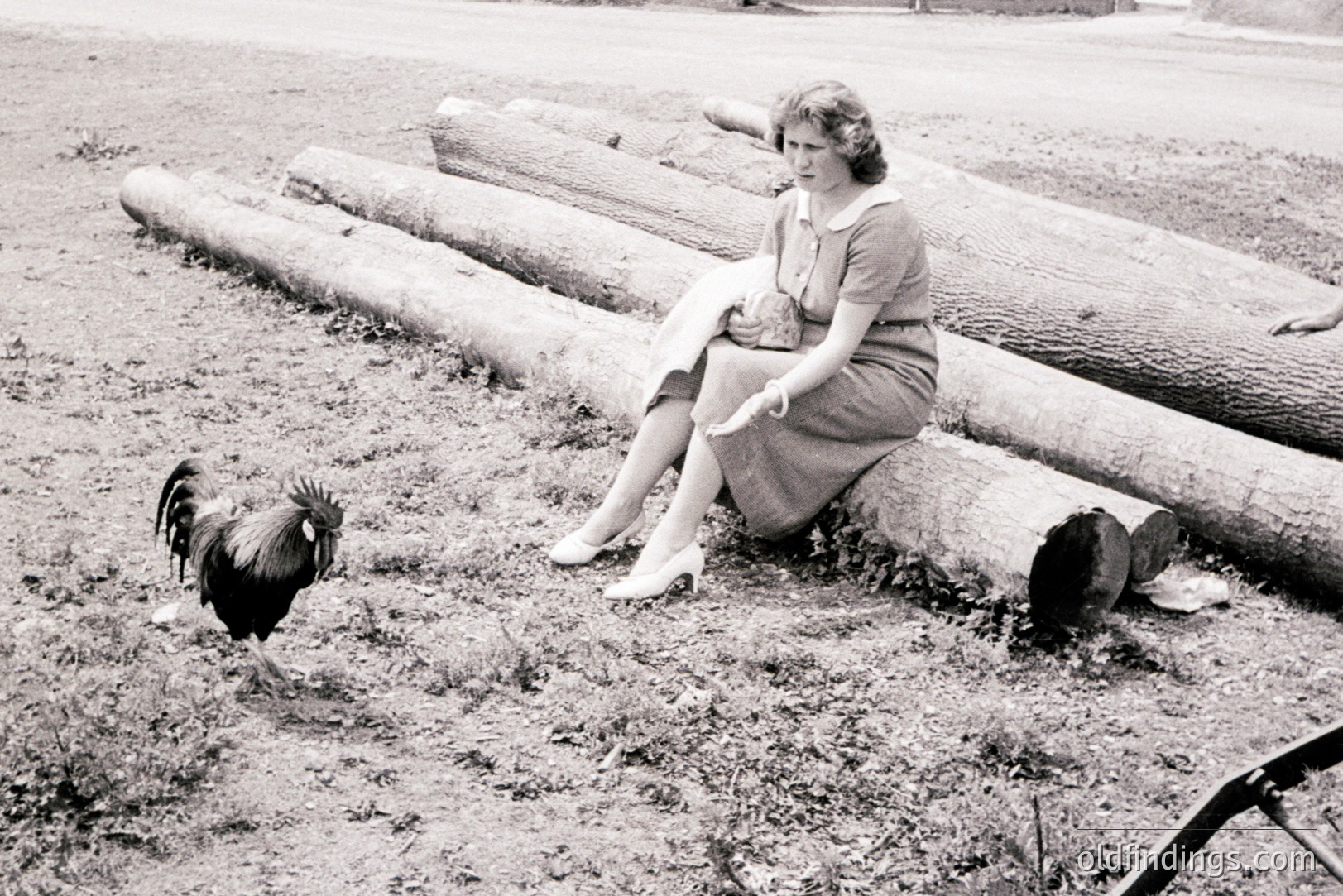 A seated woman in a 1950s dress and heels poses next to stacked logs. A rooster stands nearby. The image features a rural landscape, likely a logging site. Photo's historical value as a depiction of rural life & fashion. Commercial use for design or historical research.