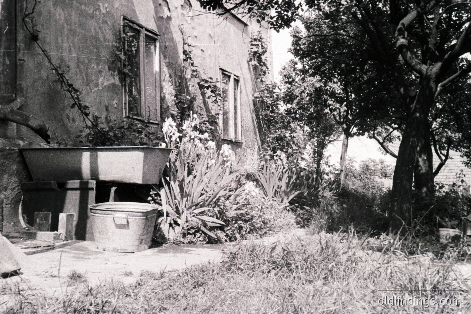 Weathered stone building with overgrown ivy and two windows. A large washbasin and bucket sit on a patio. Tall grasses and a mature tree frame the scene, suggesting a secluded courtyard or garden space. Likely mid-20th century, potentially rural setting. Evokes a sense of rustic simplicity and faded grandeur.