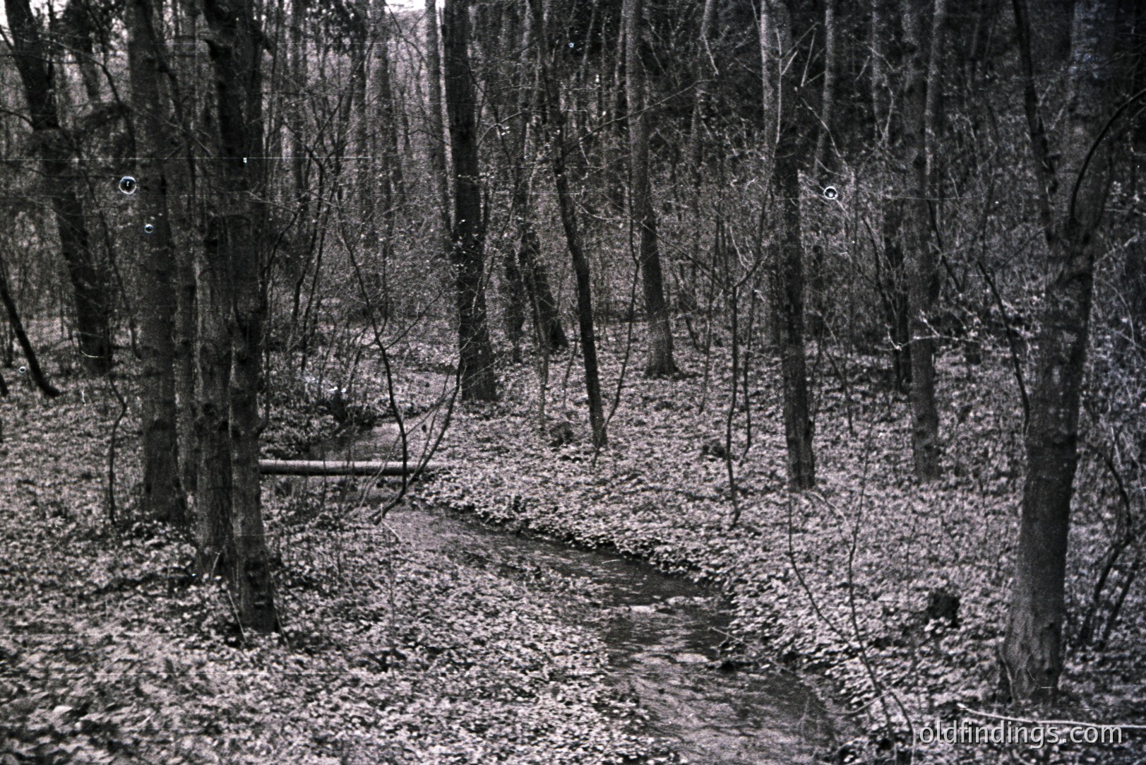 A narrow, winding path cuts through a dense, leafless forest. Fallen leaves cover the ground, creating a textured, monochromatic landscape. Tall, slender trees frame the path, with target markings visible on some trunks. Appears to be a training area.