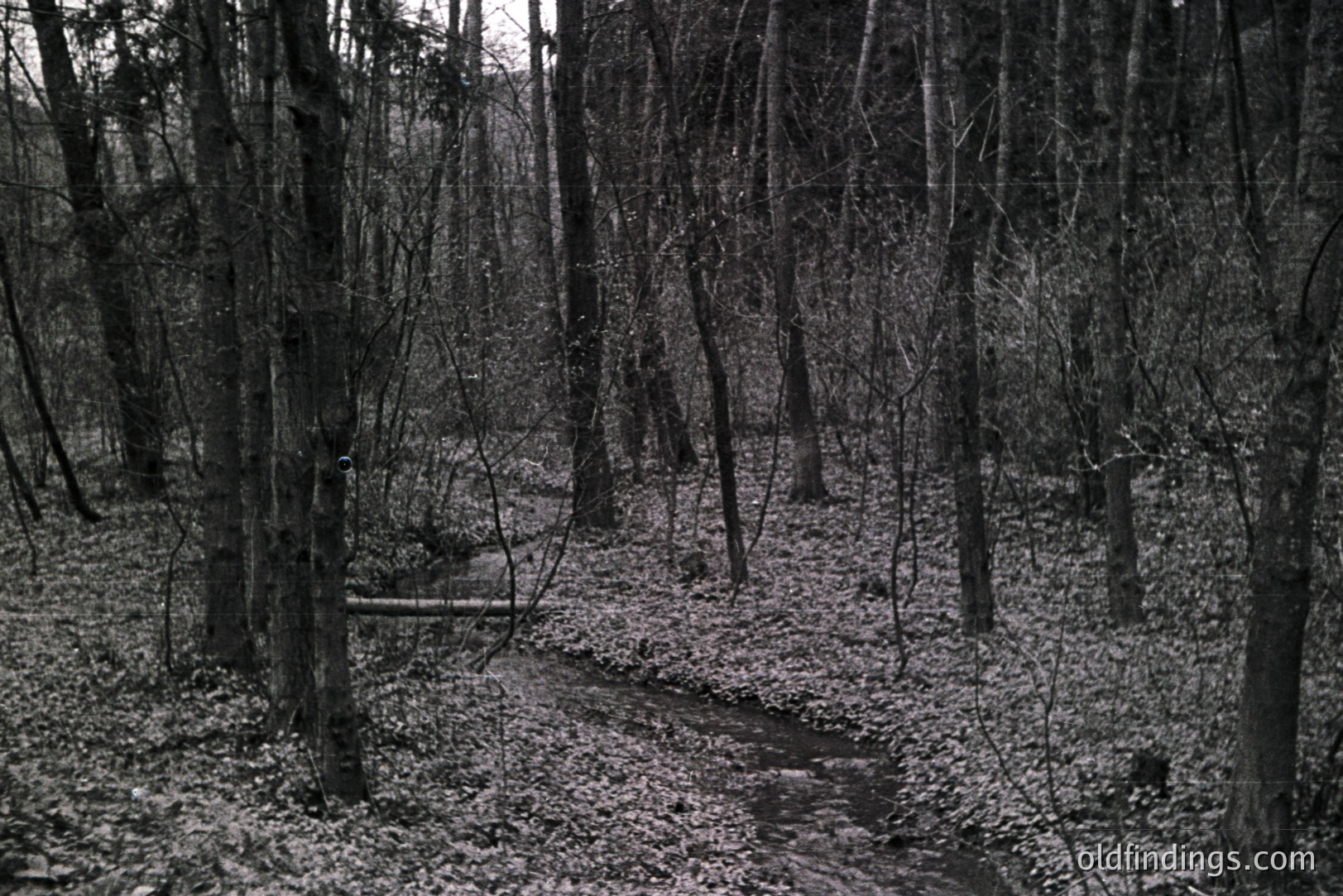 A winding path cuts through a dense, monochrome forest. Tall, bare trees frame the trail, covered in a layer of fallen leaves. The scene evokes a sense of secluded wilderness and quiet solitude. Likely captured during autumn or early spring.
