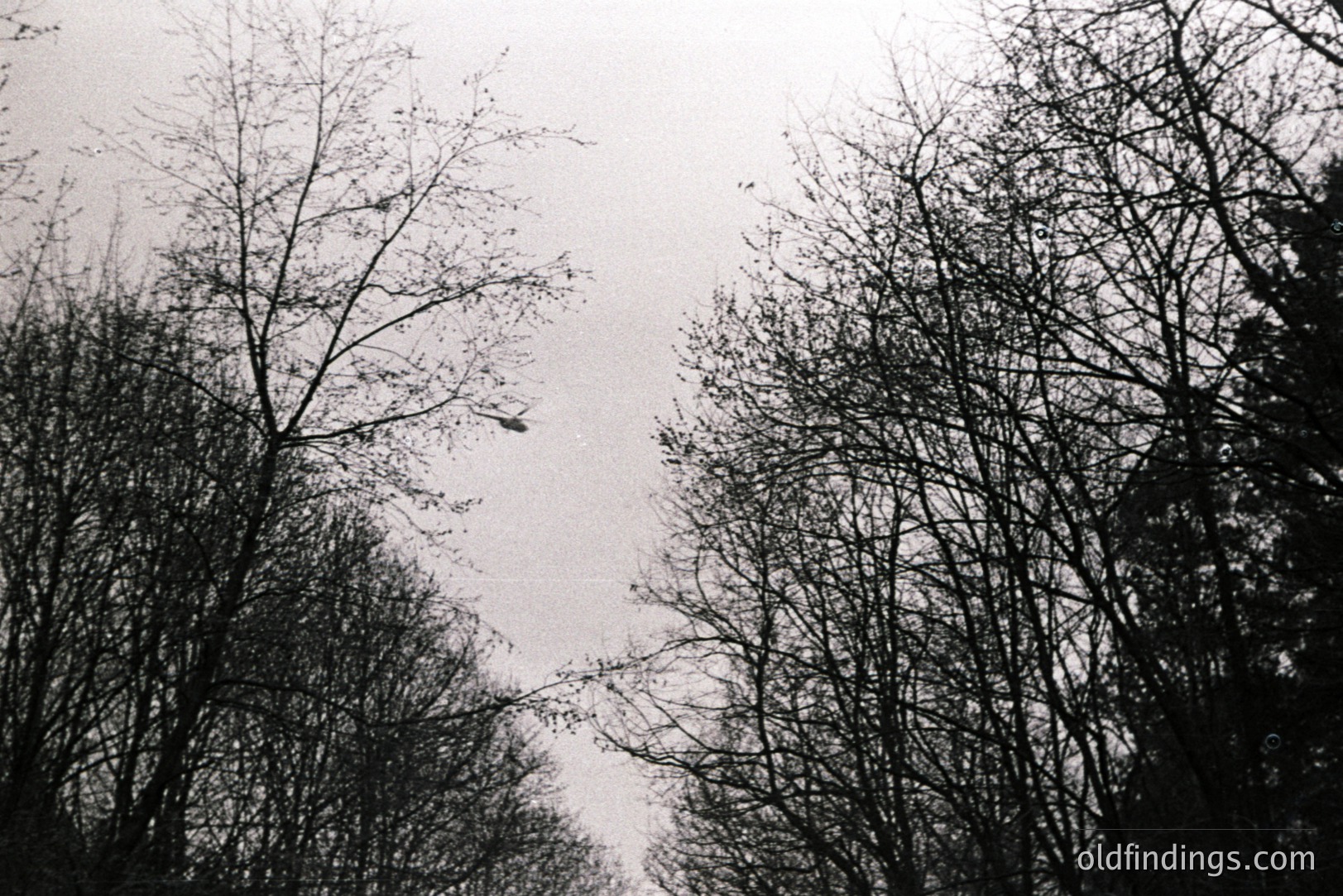 Striking monochrome view: bare tree branches reach upwards against a softly textured, overcast sky. A minimalist, graphic composition emphasizing stark lines and negative space. Likely captured during late fall or winter. Suitable for design, textural backgrounds, or atmospheric stock imagery.