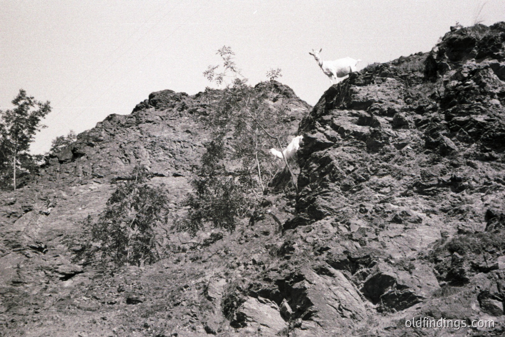 Steep, rocky hillside sparsely covered with vegetation. Two goats are visible, one ascending and one perched at the summit. The composition emphasizes texture and the challenging terrain. Likely rural, mountainous setting, possibly Eastern Europe. Possibly early 20th century based on photographic style.