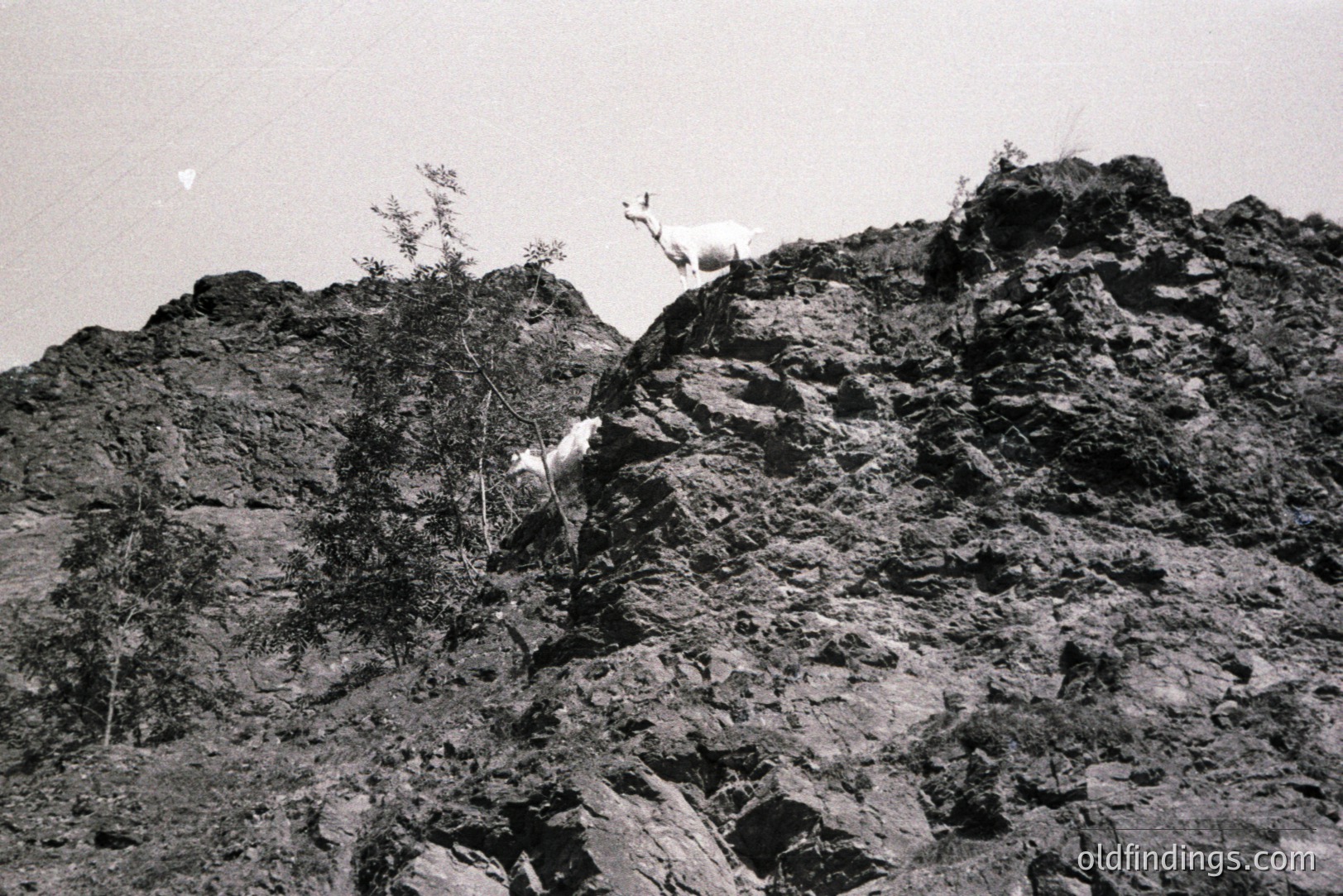 A black and white image showcases two goats navigating a rocky, steep hillside. One goat stands perched atop a rock formation, seemingly surveying the landscape. The other appears to be climbing the slope. Vegetation dots the terrain. Likely taken in a mountainous region.