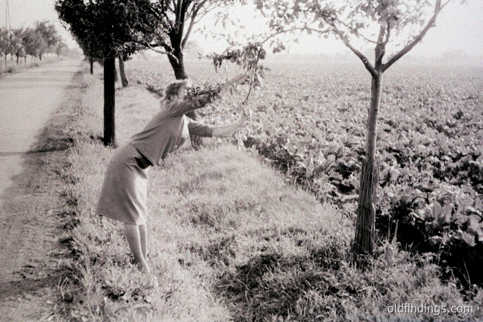 A woman in a short-sleeved dress reaches for foliage on a young tree beside a rural road. Dense greenery fills the frame, suggesting an orchard or cultivated field. Likely mid-20th century, possibly 1950s-1970s, given the photographic style and clothing. Evokes themes of nature, rural life, and harvesting. A valuable reference for design & vintage aesthetics.
