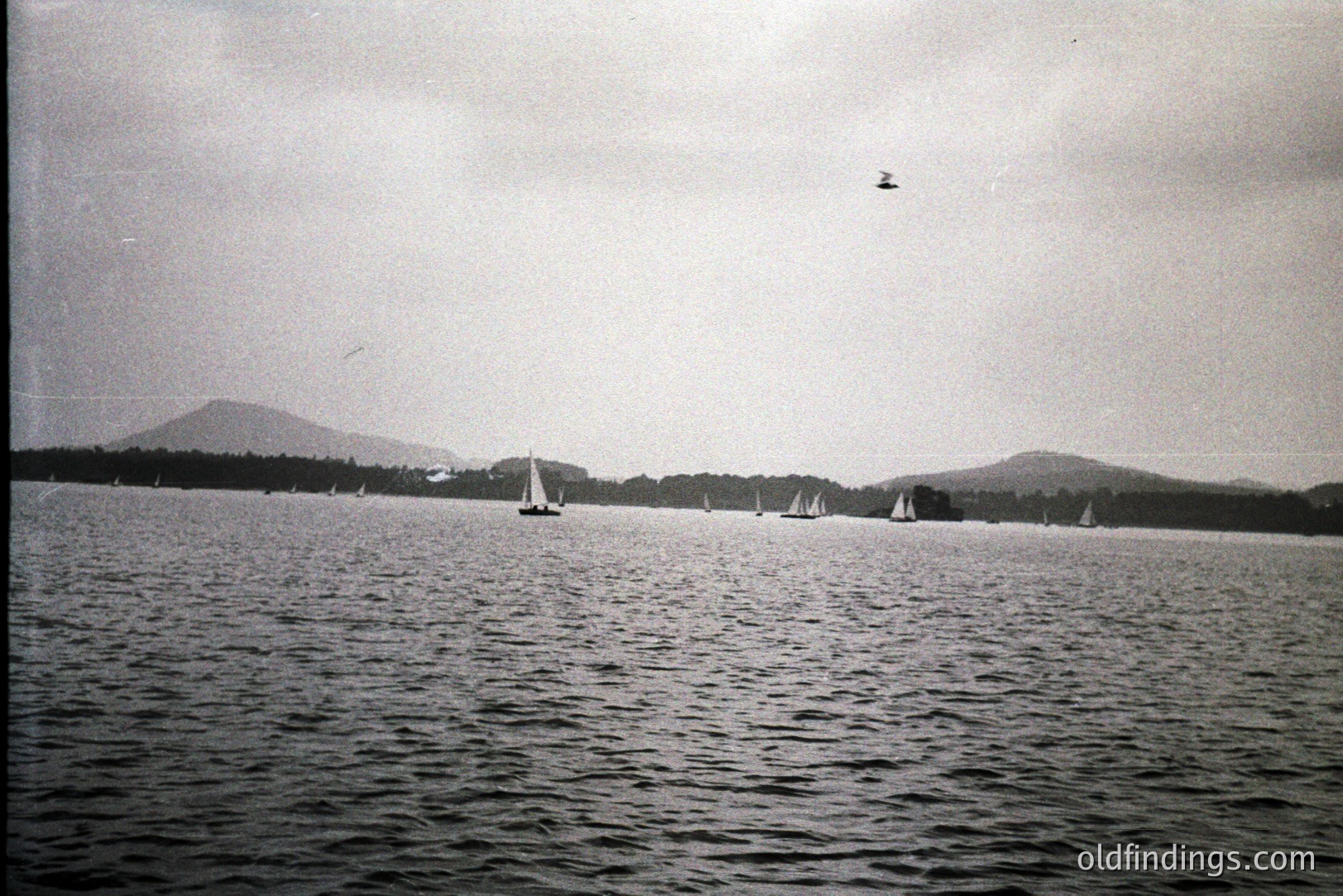 A fleet of sailboats navigates a choppy, dark-watered bay beneath a cloudy sky. Distant, forested hills form the backdrop. A single bird flies overhead. Likely a snapshot from the mid-20th century; surface texture suggests vintage film. Potential stock imagery use for nautical themes.