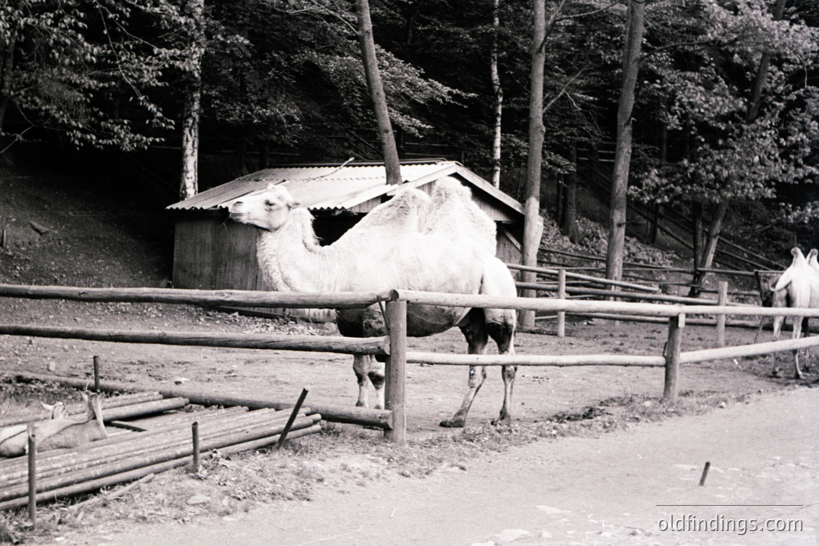 An enclosed area with a camel standing near a simple wooden shelter and fence. Logs are stacked nearby, suggesting a working environment. A second animal is visible in the background. Likely a zoo or wildlife exhibit. Estimated 1960s-1970s based on photographic style.