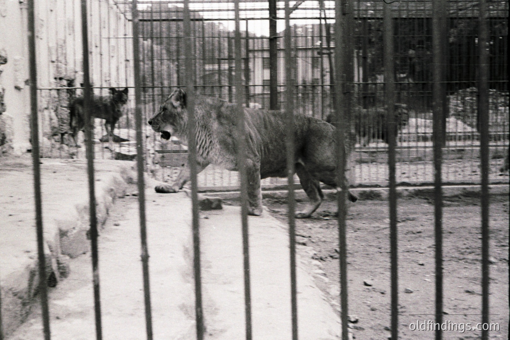A lion strides within a concrete and metal enclosure. The black and white image suggests a mid-20th century zoo environment, potentially 1950s-1970s. Visible vegetation and a distant structure suggest an urban location. The cage’s construction indicates older zoo design standards. A second lion is faintly visible in the background.