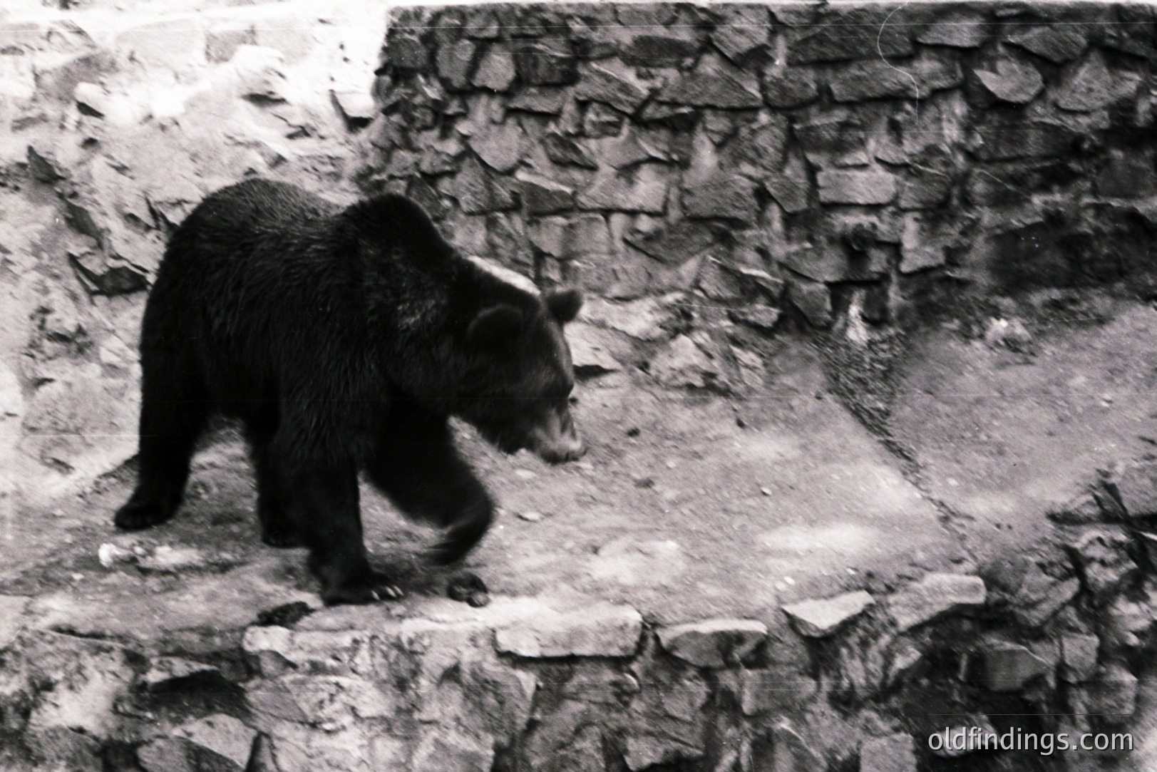 Black bear walks across a stone ledge in a zoo or wildlife enclosure. Rough-hewn stone wall forms a backdrop. Likely captured in the mid-20th century due to photographic style. Captures a moment of natural animal behavior in a controlled environment. Stock photo potential.