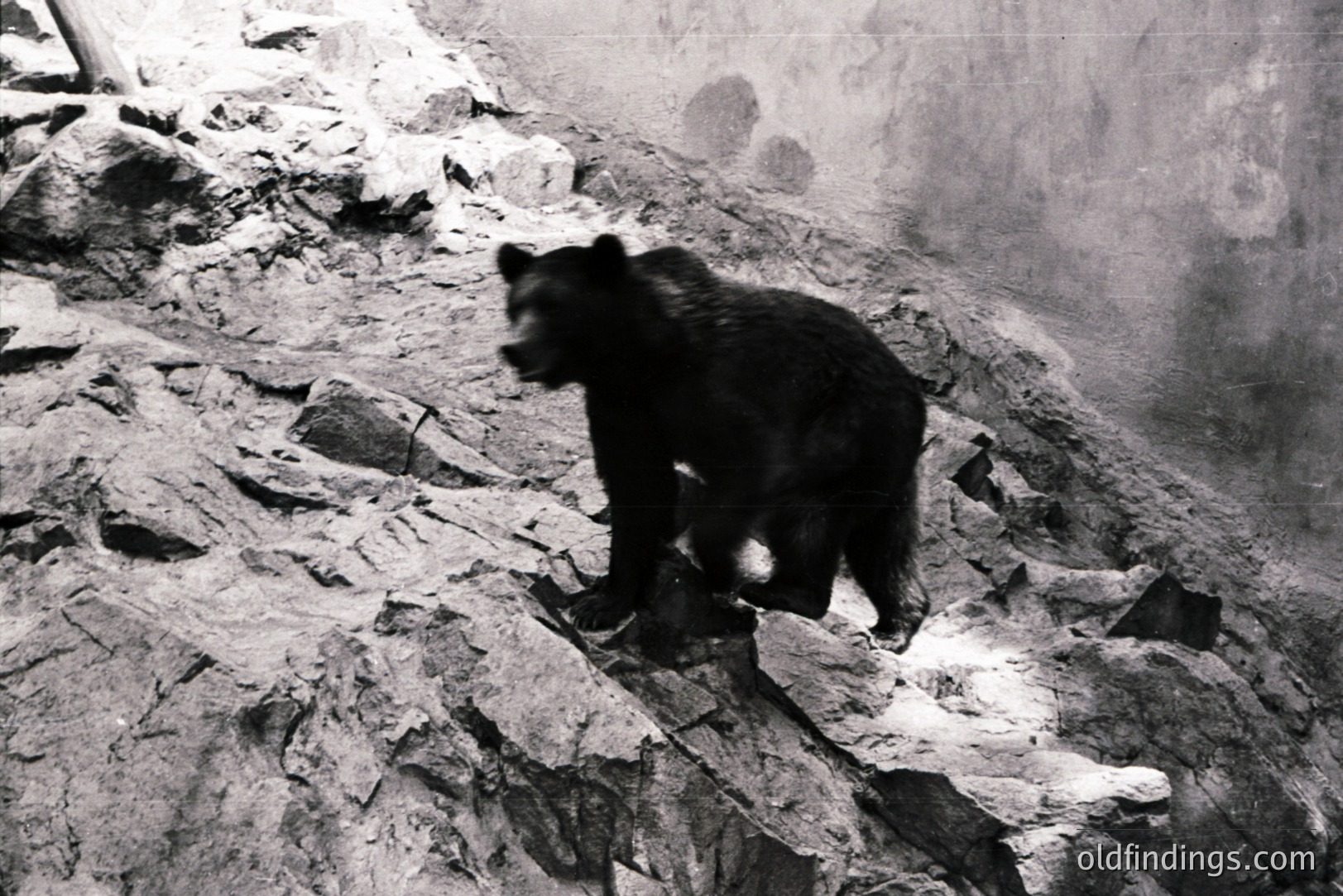 A black bear stands on a rocky, snow-dusted incline, appearing within a diorama display. The bear is mid-stride, facing left. The background features a dark, forested area, suggesting a mountain environment. Likely an exhibit from a natural history museum, possibly 1950s-1970s. Suitable for wildlife studies & design reference.