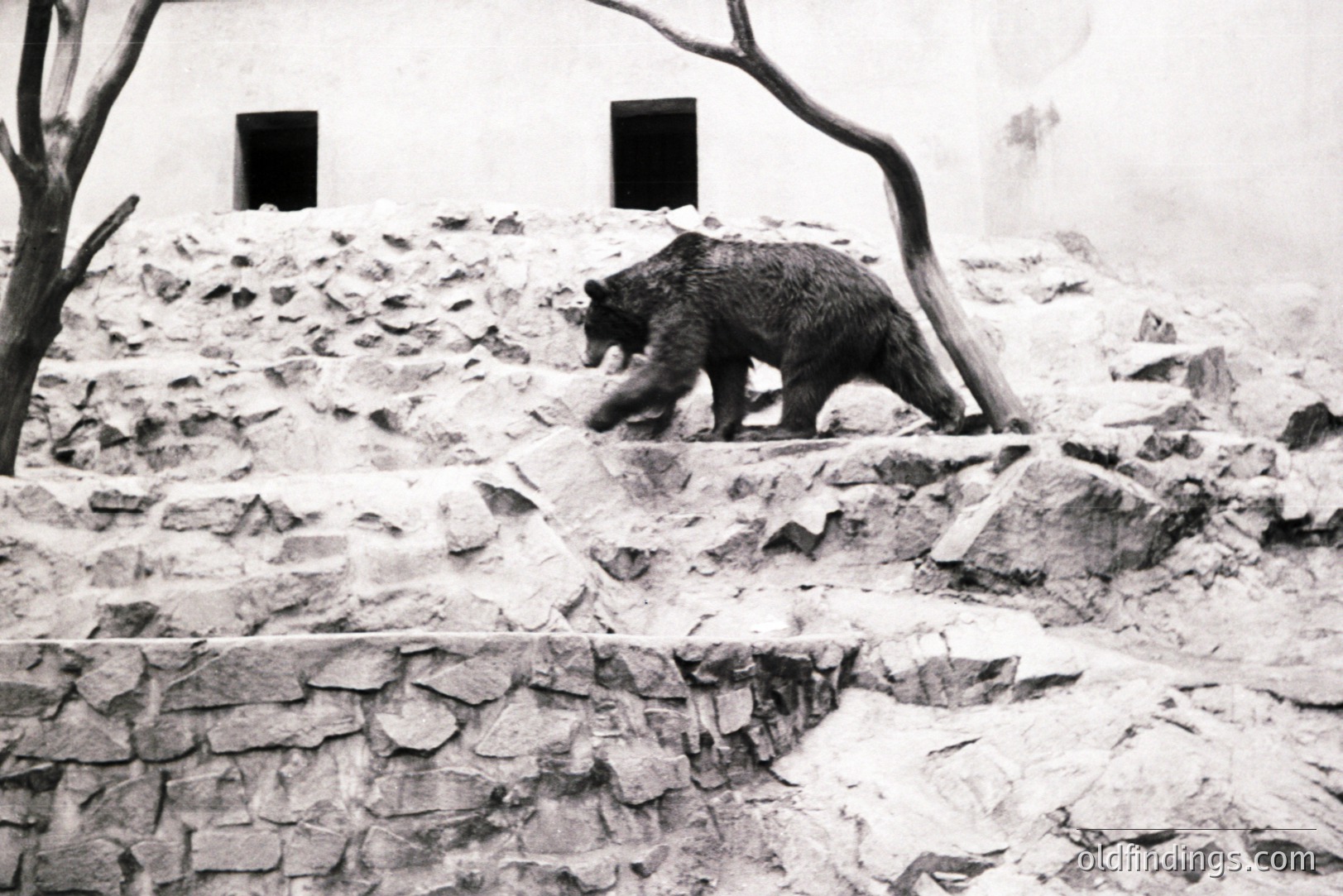 A brown bear navigates a rocky, terraced hillside within a zoo enclosure. Textured stone walls and a stark, white building with dark window openings form the backdrop. The scene evokes a naturalistic habitat display, likely intended to resemble a mountainous region. Appears to be a staged photograph.