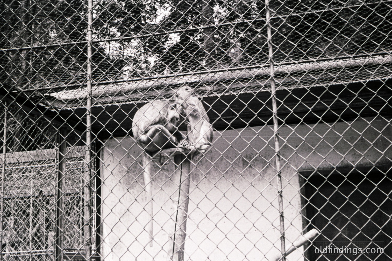 A primate, likely a monkey, clings to a vertical metal pole within a fenced enclosure. The animal is partially obscured by chain-link fencing, suggesting captivity. Visible structure resembles a small shelter or lean-to. Appears to be a zoo or wildlife sanctuary setting. Likely mid-20th century photographic style.