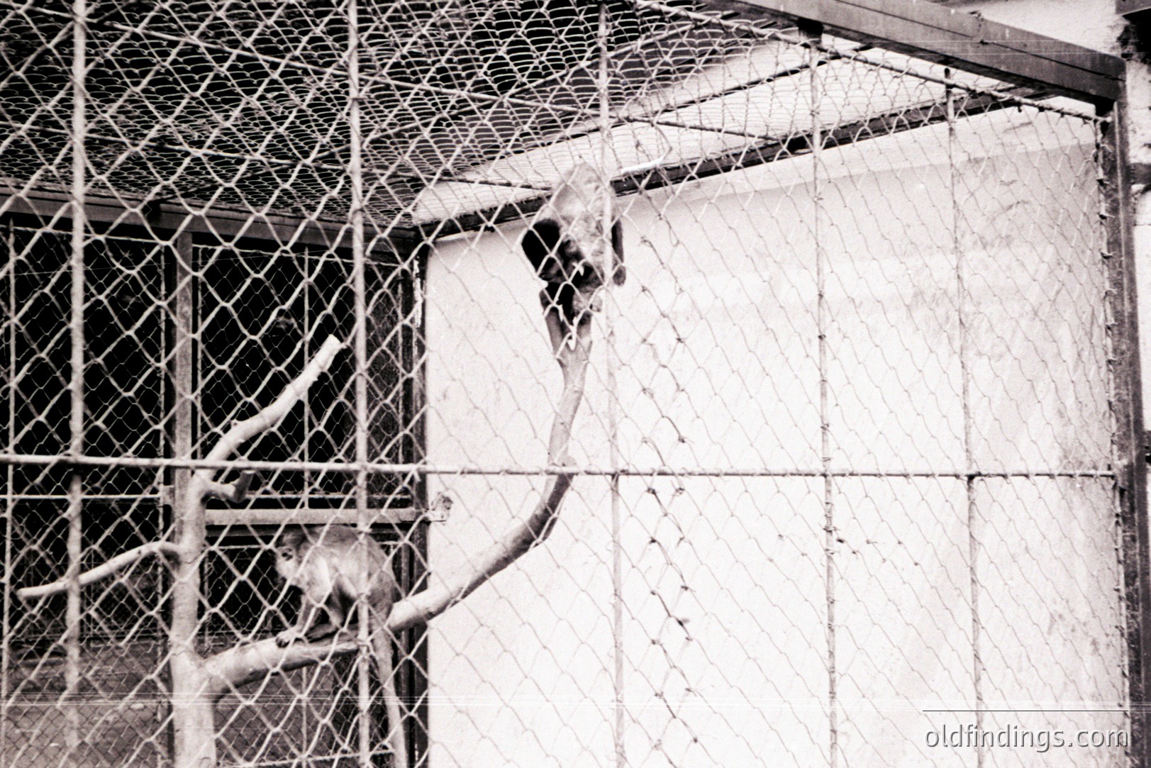 Monochrome photograph captures a primate, likely a monkey, clinging to a branch within an enclosure. Visible wire mesh and concrete walls define the backdrop. The image, possibly taken in a zoo or research facility, evokes a sense of captivity. Appears to be mid-20th century film stock.