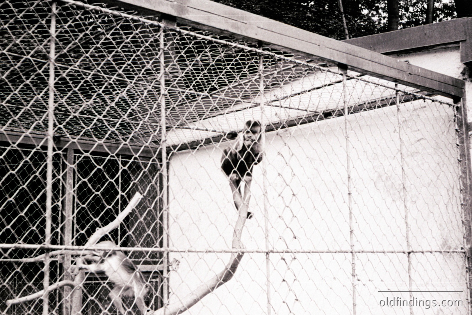 Black and white photo shows a monkey gripping a branch within a wire enclosure. The monkey is positioned high, seemingly climbing. Structure suggests a zoo or wildlife sanctuary environment. Likely mid-20th century, based on photographic style. A potentially valuable record of animal habitats.