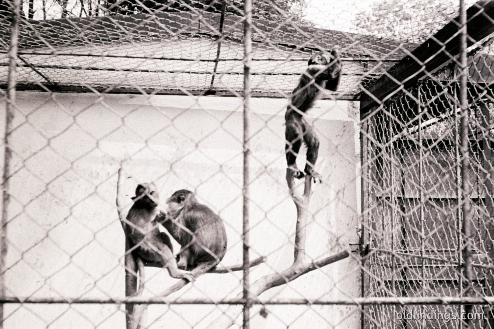Two primates, likely macaques, are visible within a fenced enclosure. One sits on a branch, grooming the other. A stark, white wall forms the backdrop, contrasting with the wire mesh fence. Appears to be a zoo or wildlife park setting. Likely mid-20th century based on photographic style.