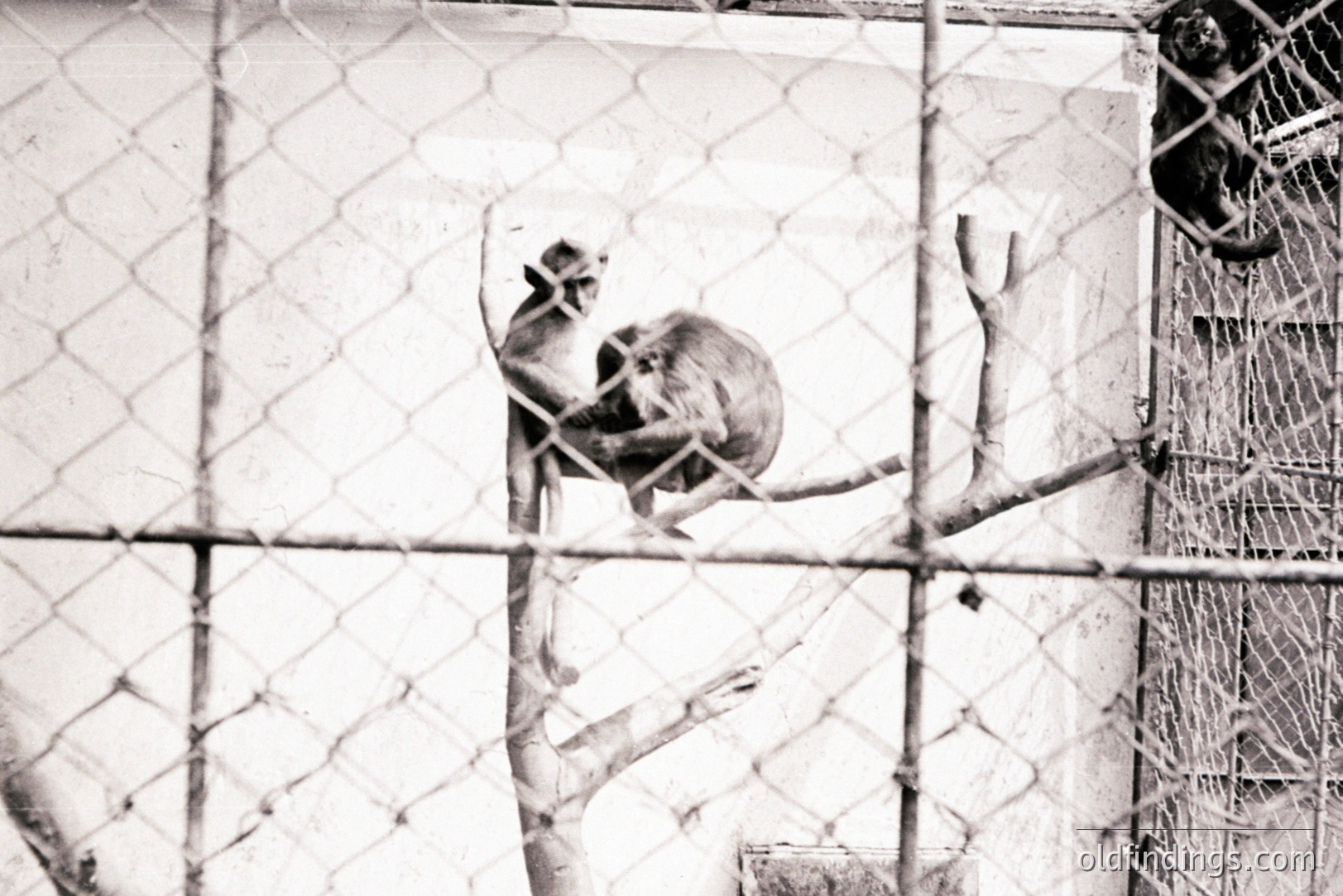Two monkeys cling to branches within an enclosure. The image exhibits a grainy texture, indicative of older film stock. The scene suggests a zoo or wildlife sanctuary setting. Visual focus is on the primates’ postures and interaction. Likely a candid snapshot.