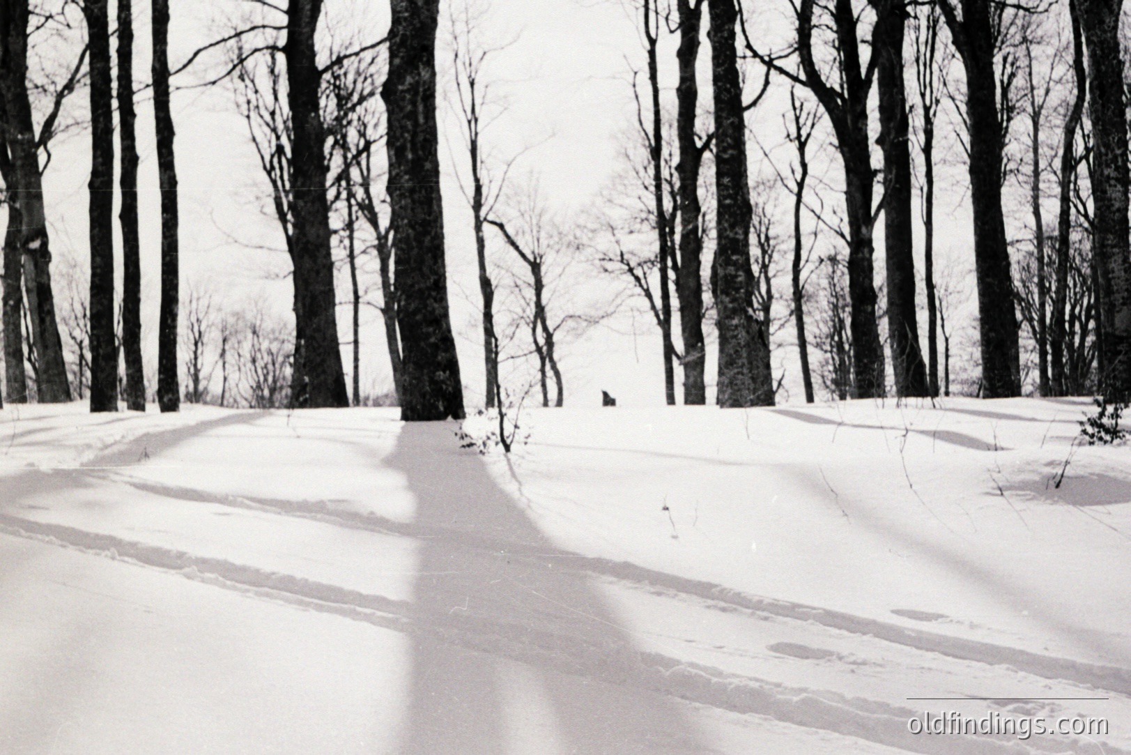 B&W landscape photo captures a snow-covered forest scene. Tall, bare trees dominate, their shadows starkly etched across the snow. An indistinct path leads toward a distant, blurred treeline. Likely mid-20th century, the image evokes a quiet, wintry atmosphere. Suitable for design & archival use.