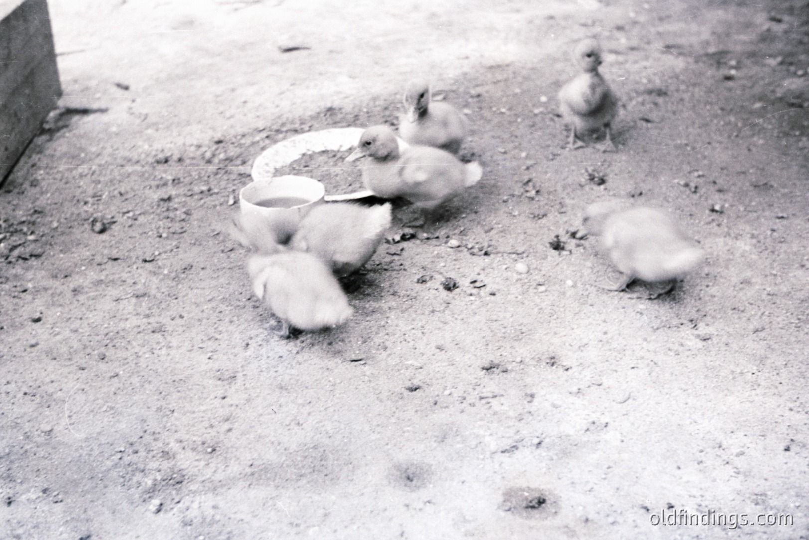 Five ducklings gather around a small metal water trough in a dusty yard. The grayscale image suggests a vintage aesthetic, possibly from the mid-20th century. A simple, rural scene depicting early animal husbandry practices. Could be valuable for stock imagery or historical reference.