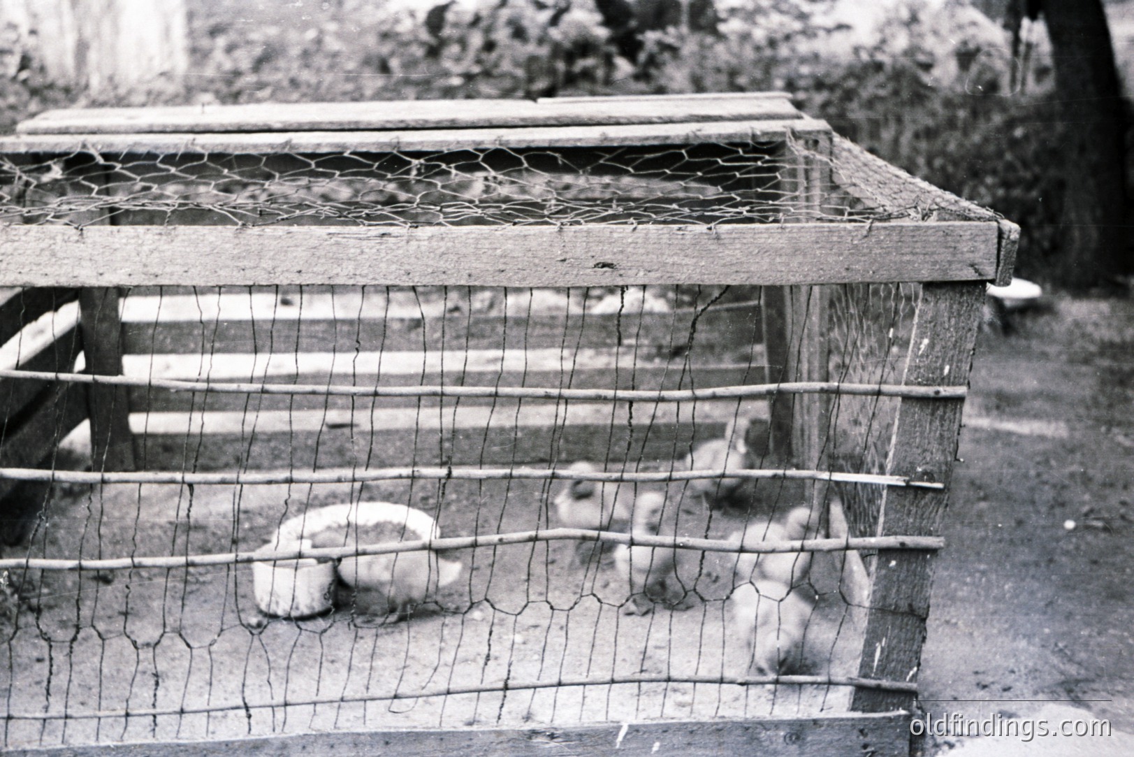 A vintage black and white photograph depicts a wooden rabbit hutch within a garden setting. Several young rabbits are visible inside, huddling near a water bowl. The hutch's wire mesh construction is prominent. Likely a mid-20th century amateur snapshot.