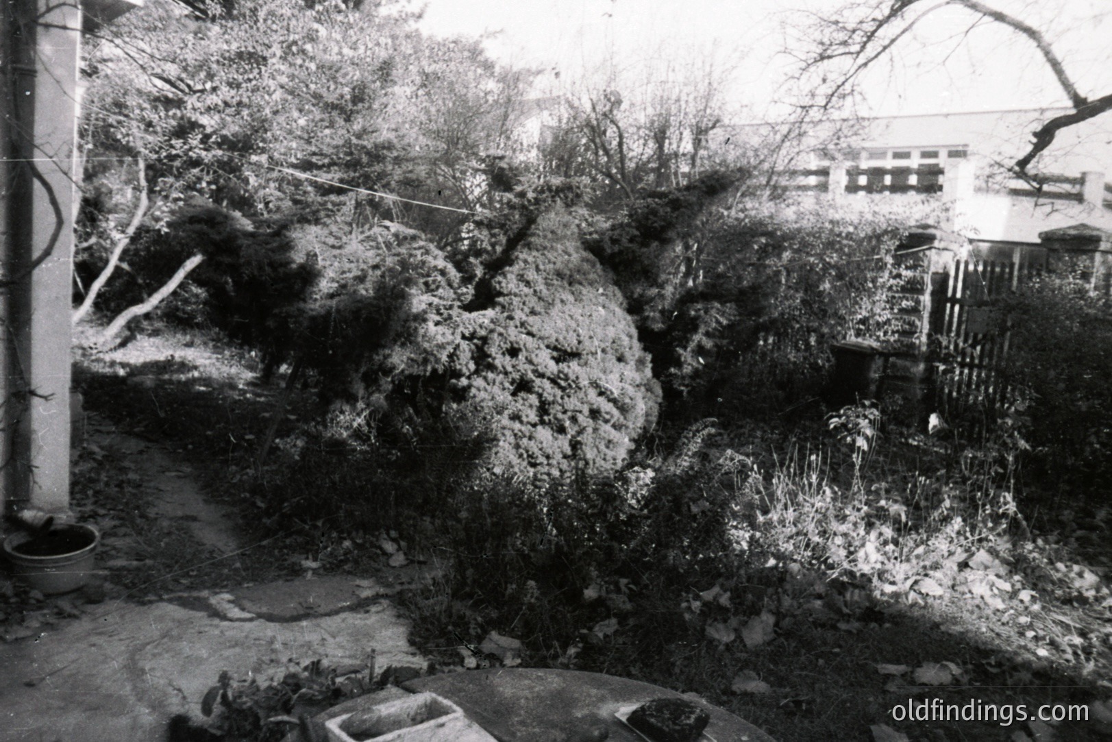 A formal garden scene in black and white depicts a meticulously sculpted topiary, surrounded by overgrown foliage and a weathered fence. The architecture suggests a European estate, possibly 1950s-1970s. Likely a stock photo reference for garden design or historical landscape study.