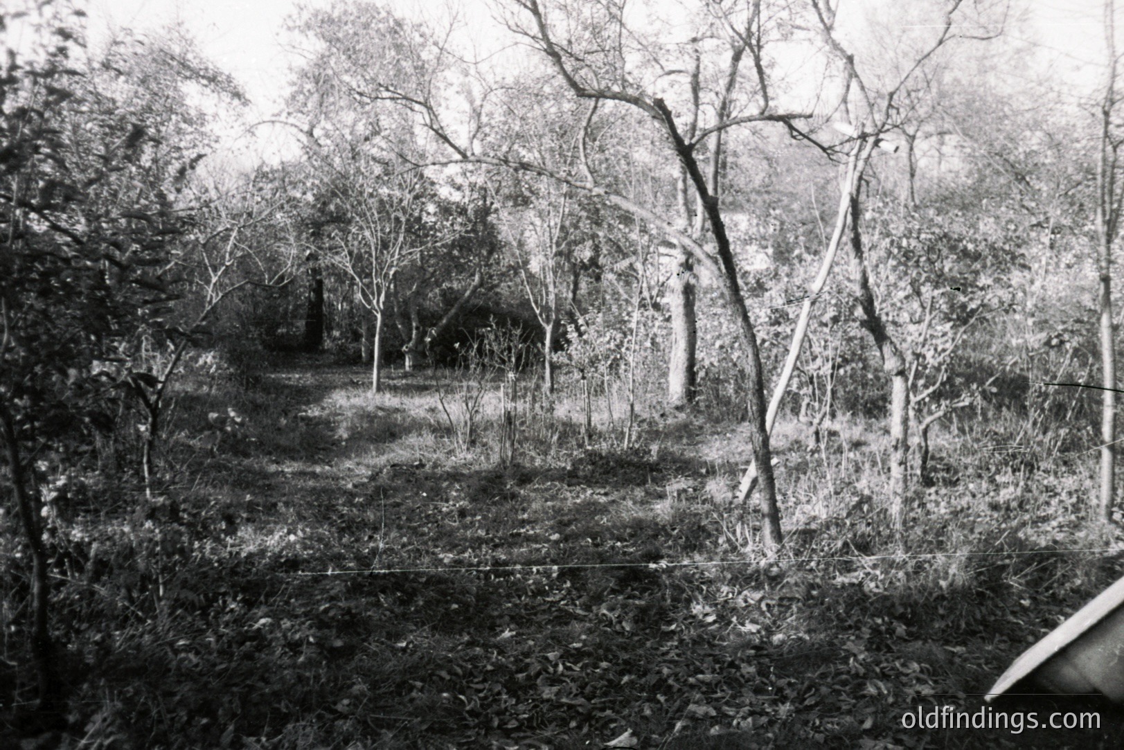 Monochrome landscape featuring a winding path through dense foliage, likely a neglected orchard or overgrown garden. Bare trees and tangled undergrowth dominate the scene, creating a sense of enclosure. A barbed-wire fence bisects the foreground. Appears to be an early 20th-century rural view.