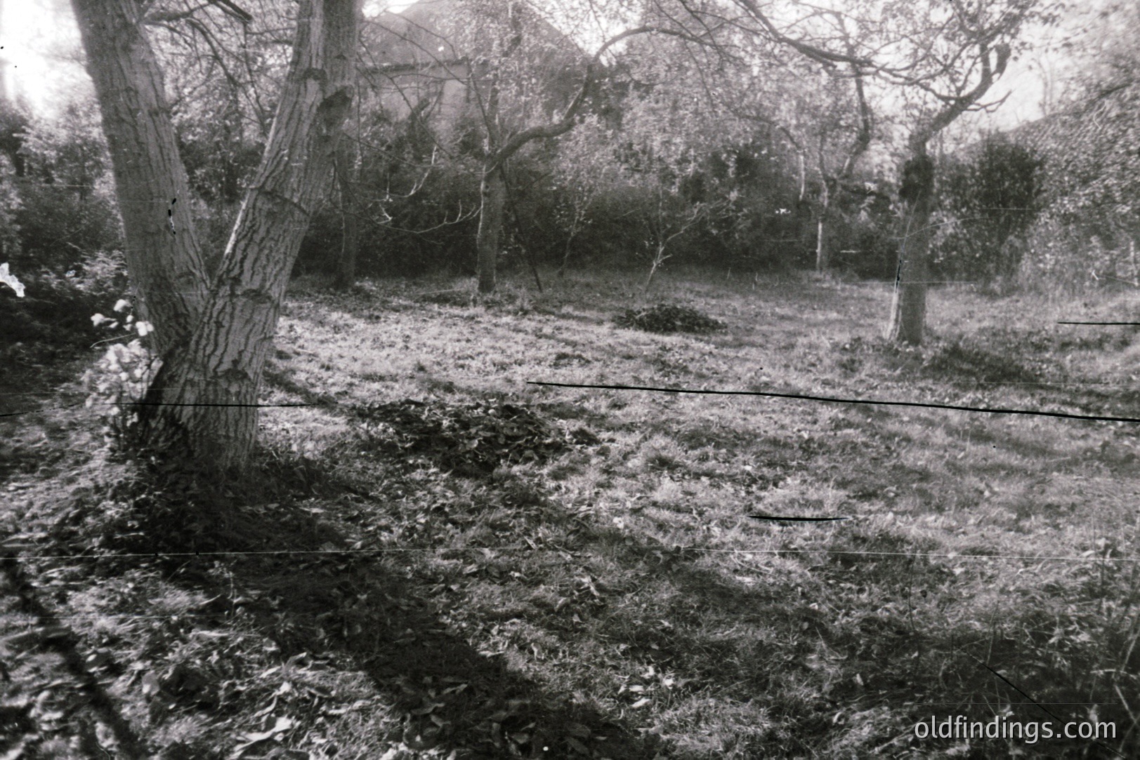 Overgrown orchard scene with mature trees, dense undergrowth, and uneven ground. Likely a neglected or historical garden setting. Visible grass and scattered leaf litter indicate a natural, unkempt environment. Appears to be a vintage black and white photograph.