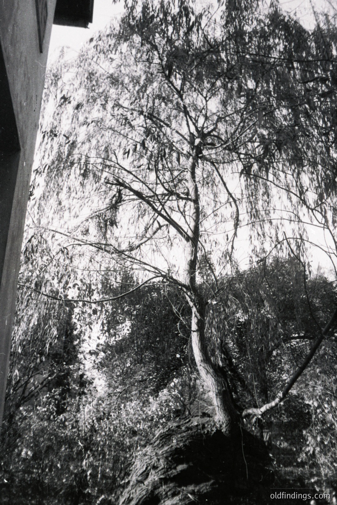 Striking black and white image of a weeping willow, its branches cascading downward. A building corner is visible on the left, framing the tree. Likely taken outdoors, the background shows dense foliage and an overcast sky. Appears to be a vintage print. Commercial use: landscape design, nature photography.